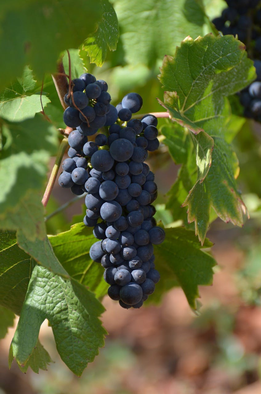 BOURGOGNE PINOT NOIR