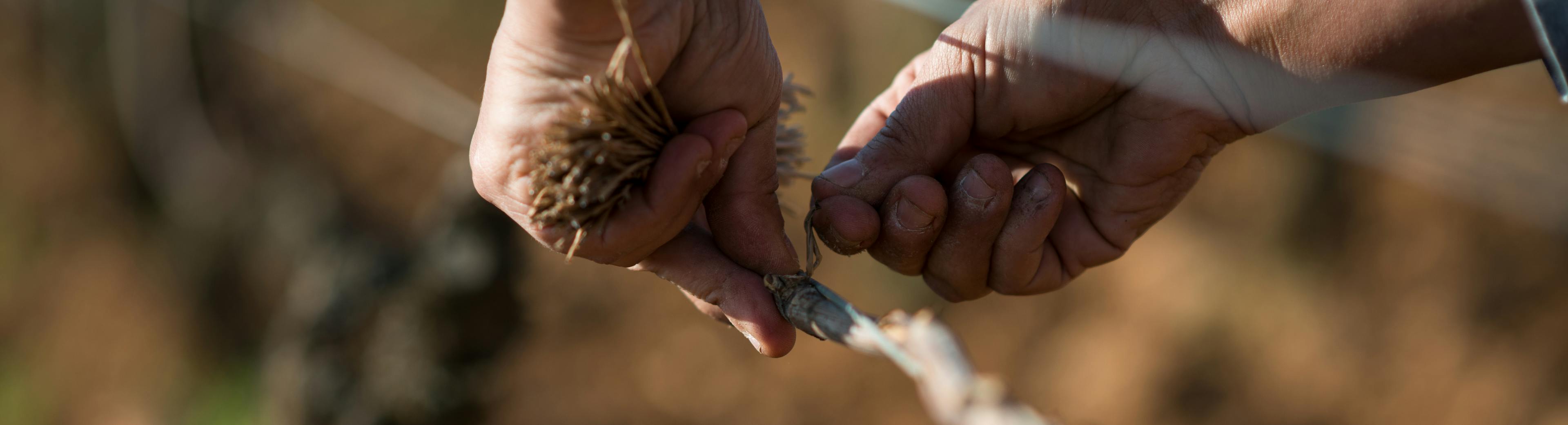 Attachage par BIVB/Michel JOLY