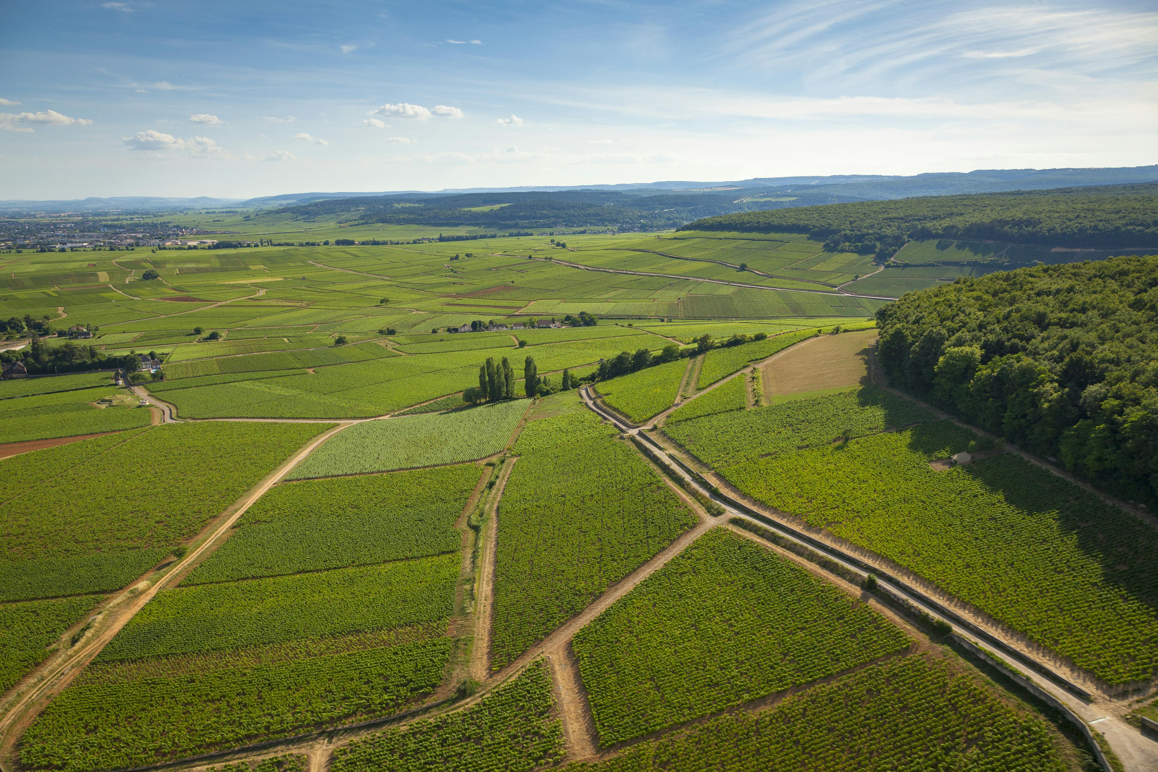 Aloxe-Corton par BIVB/Aurélien IBANEZ