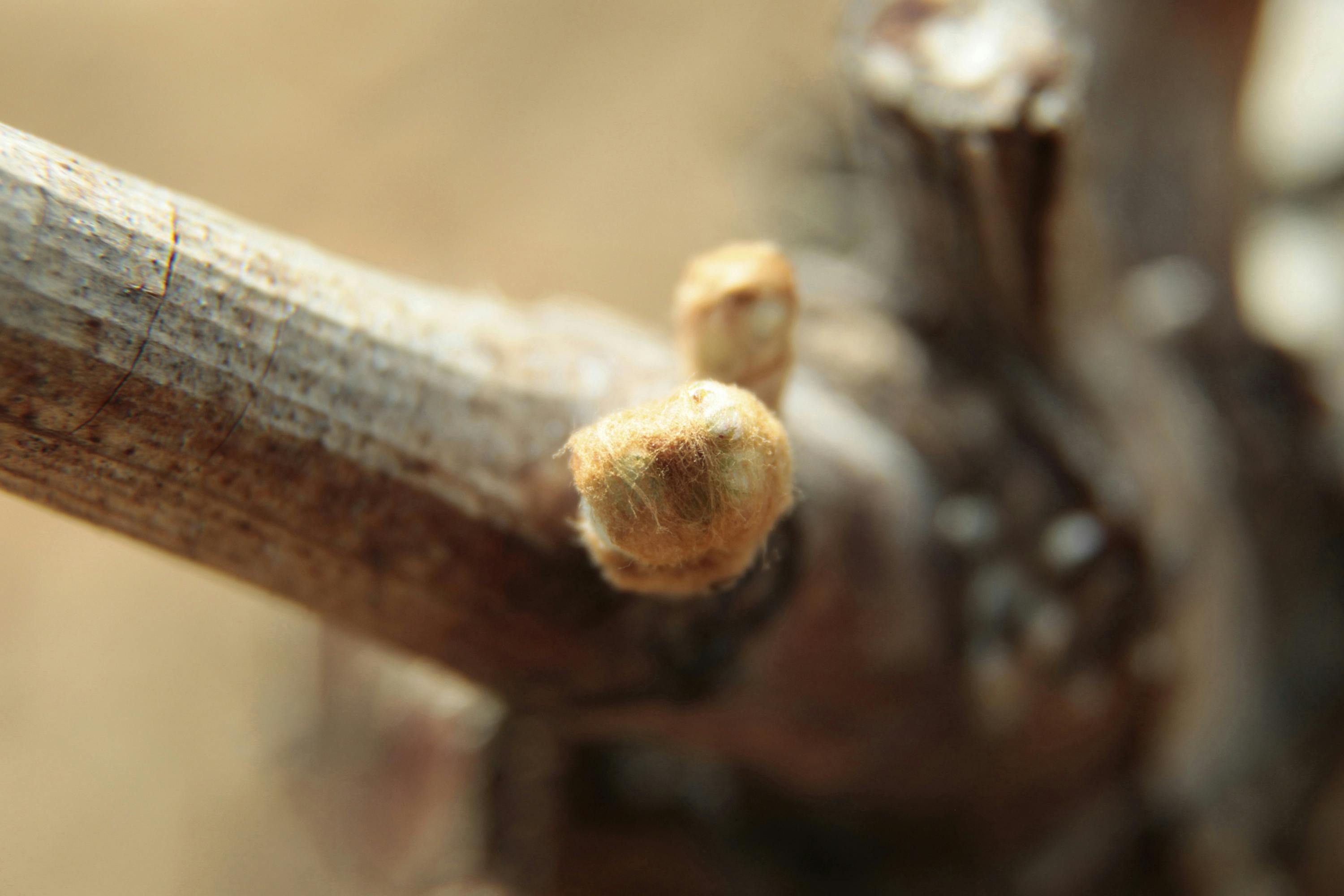 Bourgeo dans le coton par BIVB/Jean-Louis BERNUY