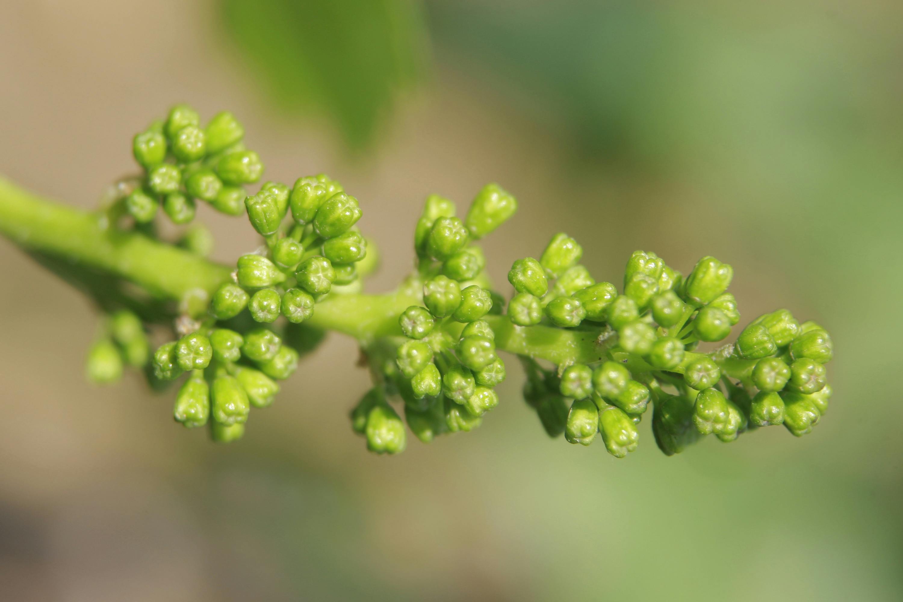 Boutons floraux, cépage Chardonnay par BIVB/Jean-Louis BERNUY