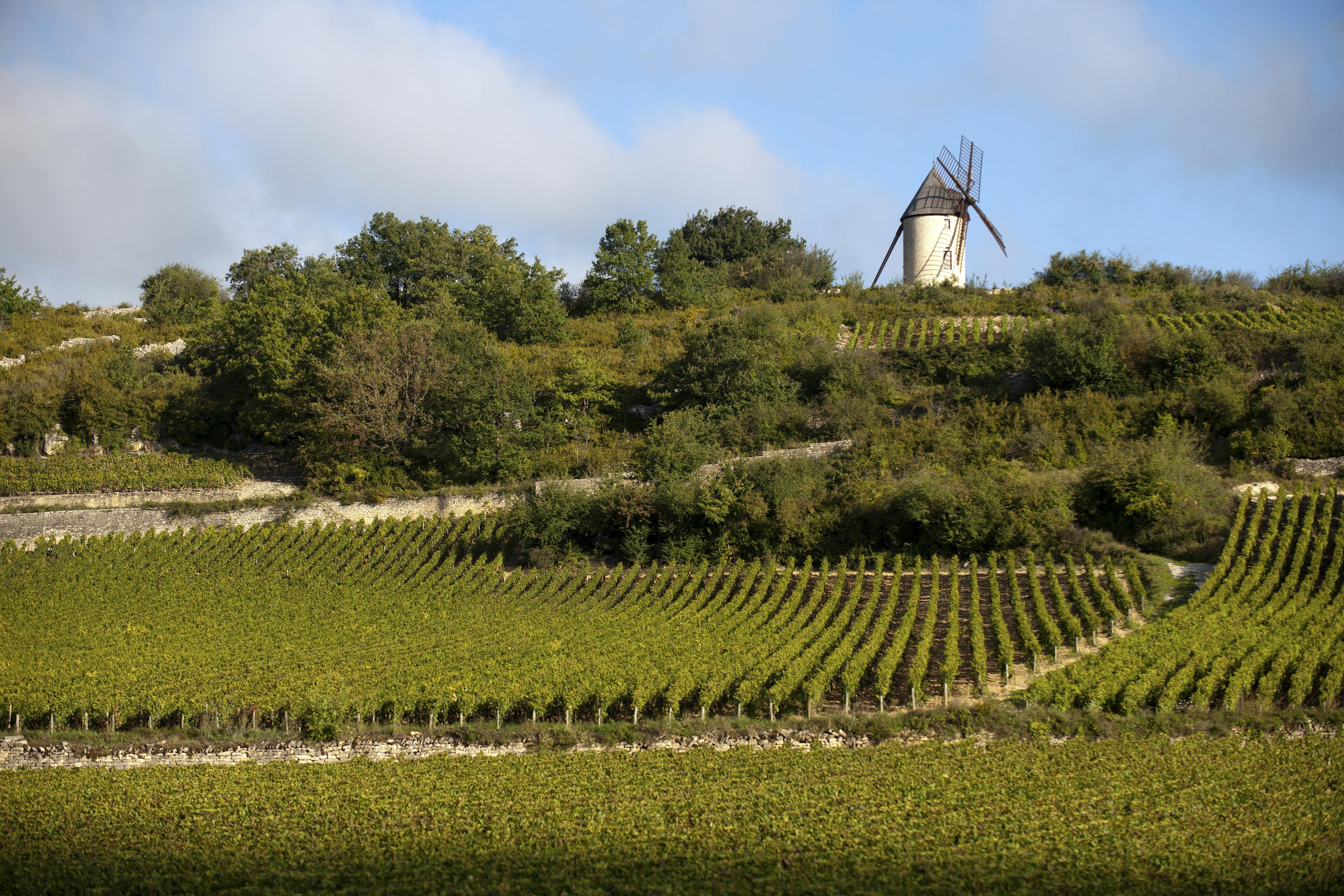 BOURGOGNE ALIGOTÉ Les Tilles