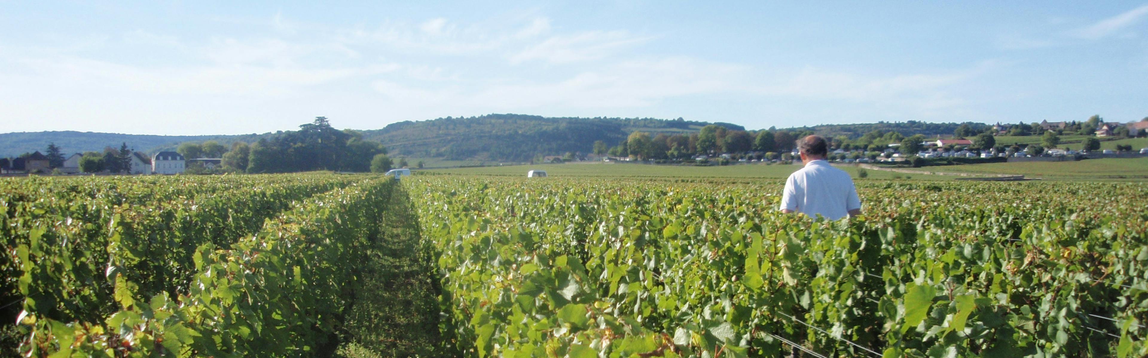 Meursault