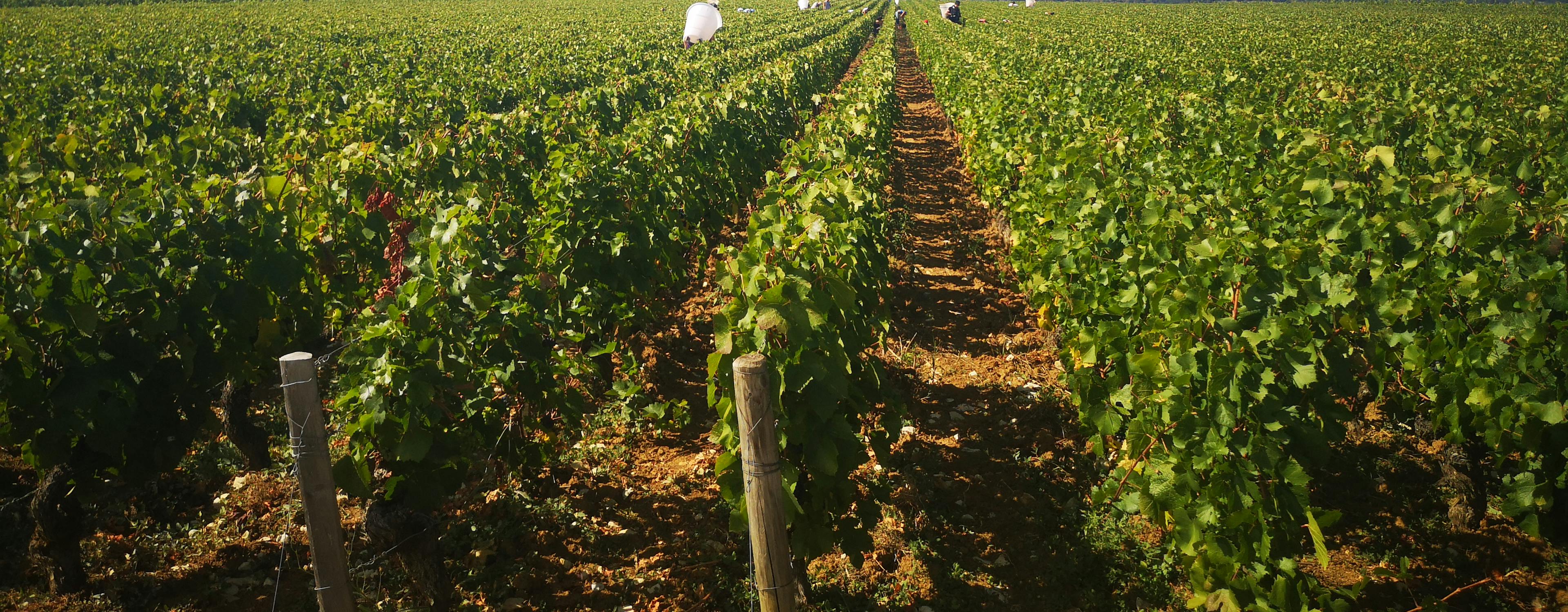 Vendanges 2019
