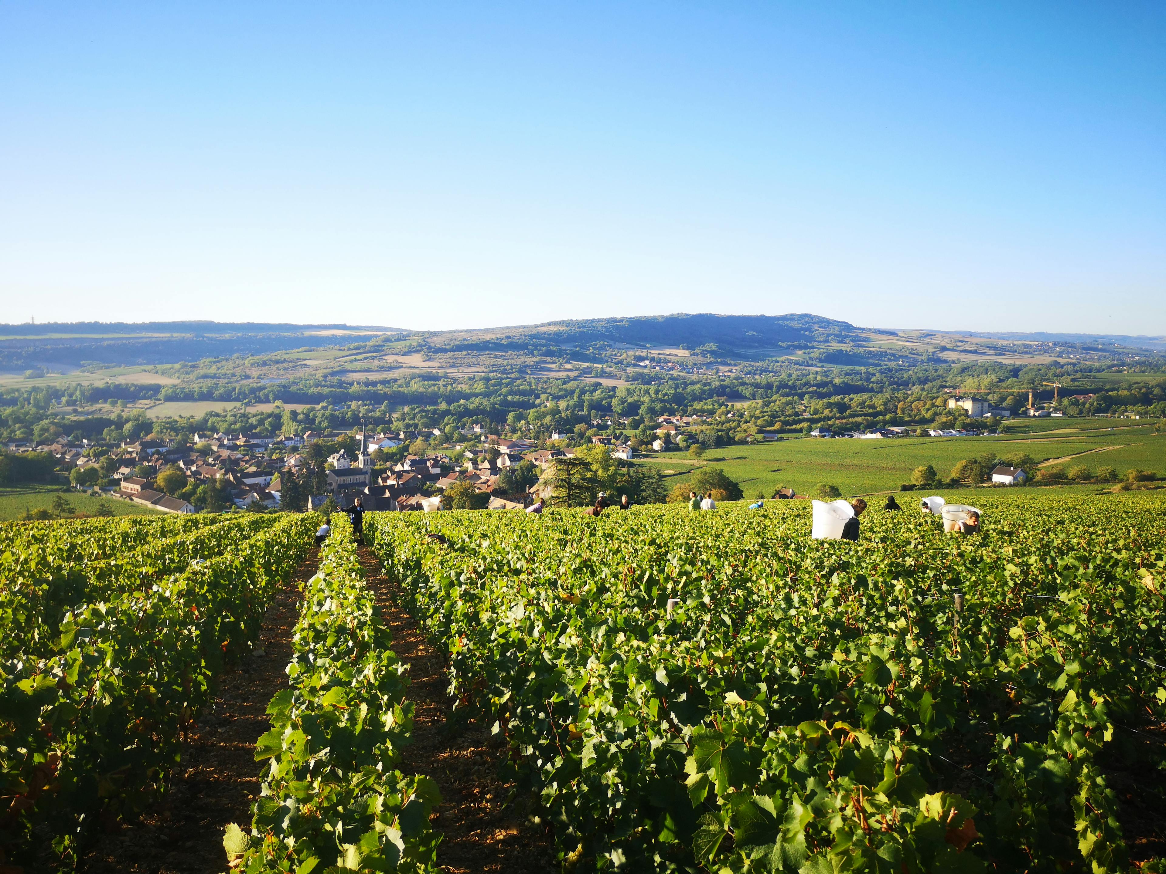 SANTENAY 1er Cru Beaurepaire