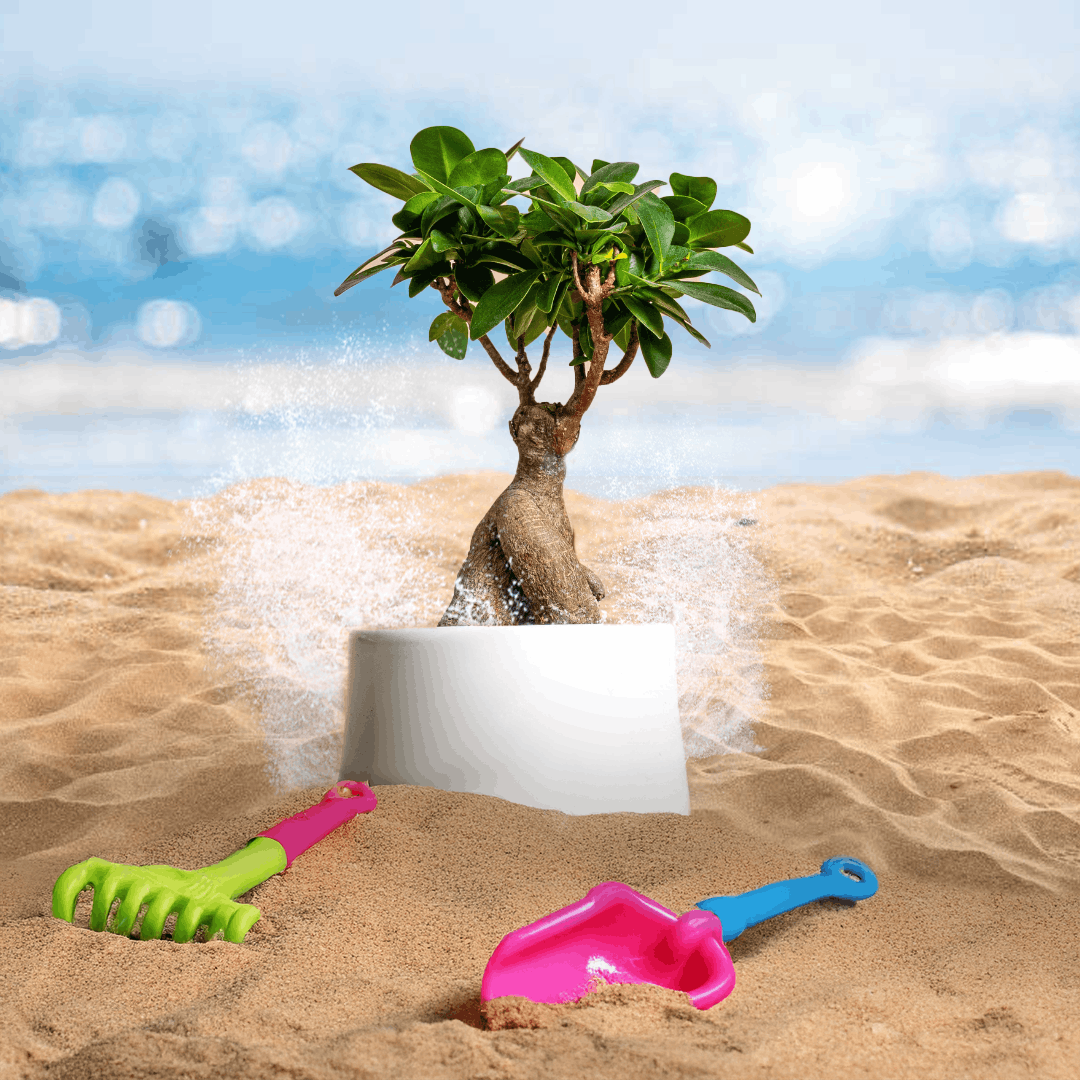 Summer Don Cactus