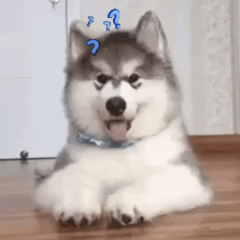 Dog looking confused