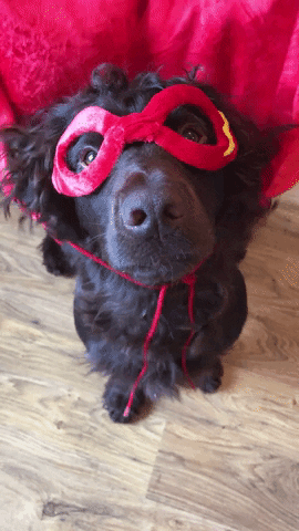 Dog posing as superhero