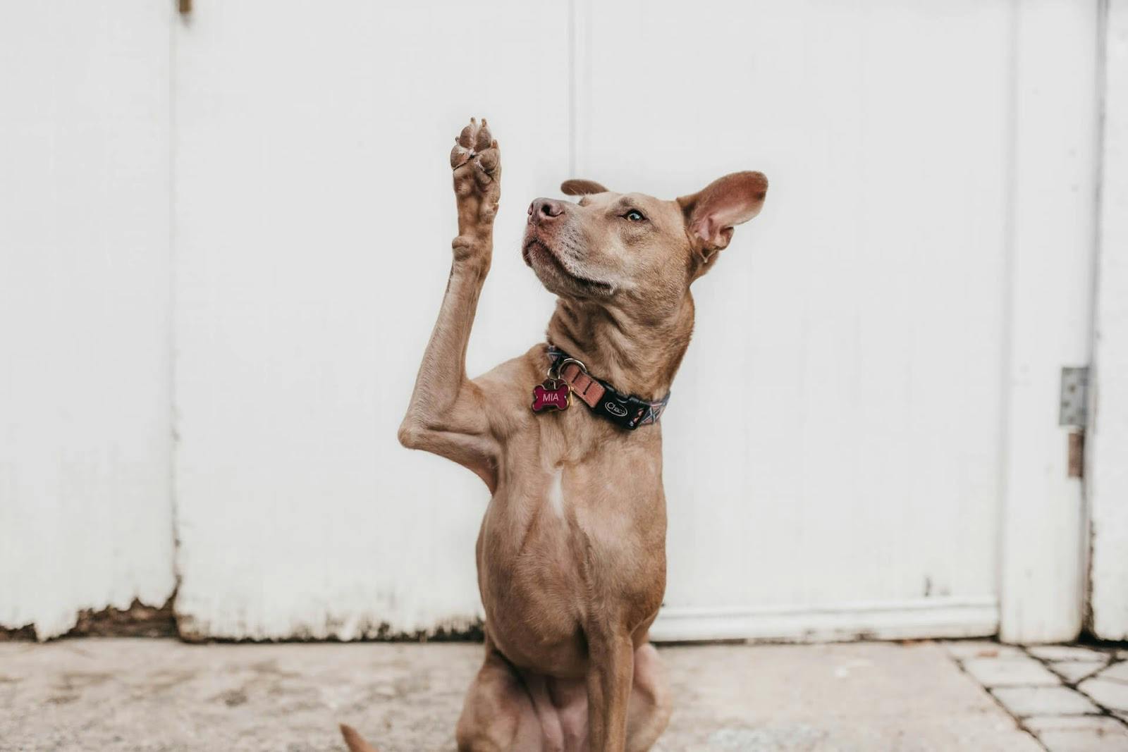 Dog raising arm