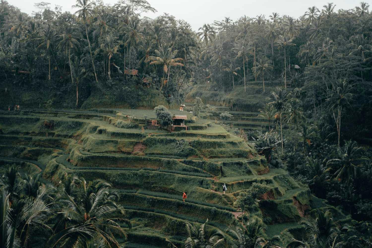 Jungle view Bali, Indonesia