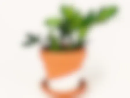 Potted ZZ Plant