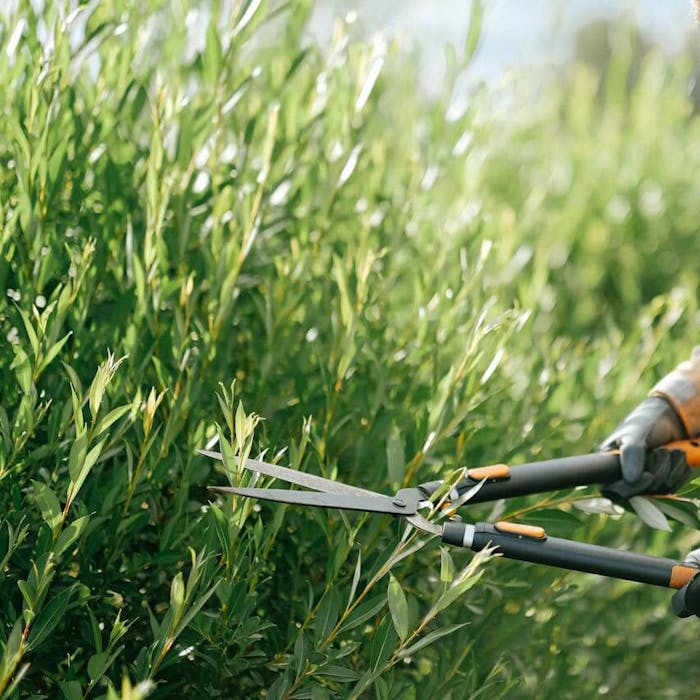 Mann schneidet Hecke mit Gartenwerkzeug