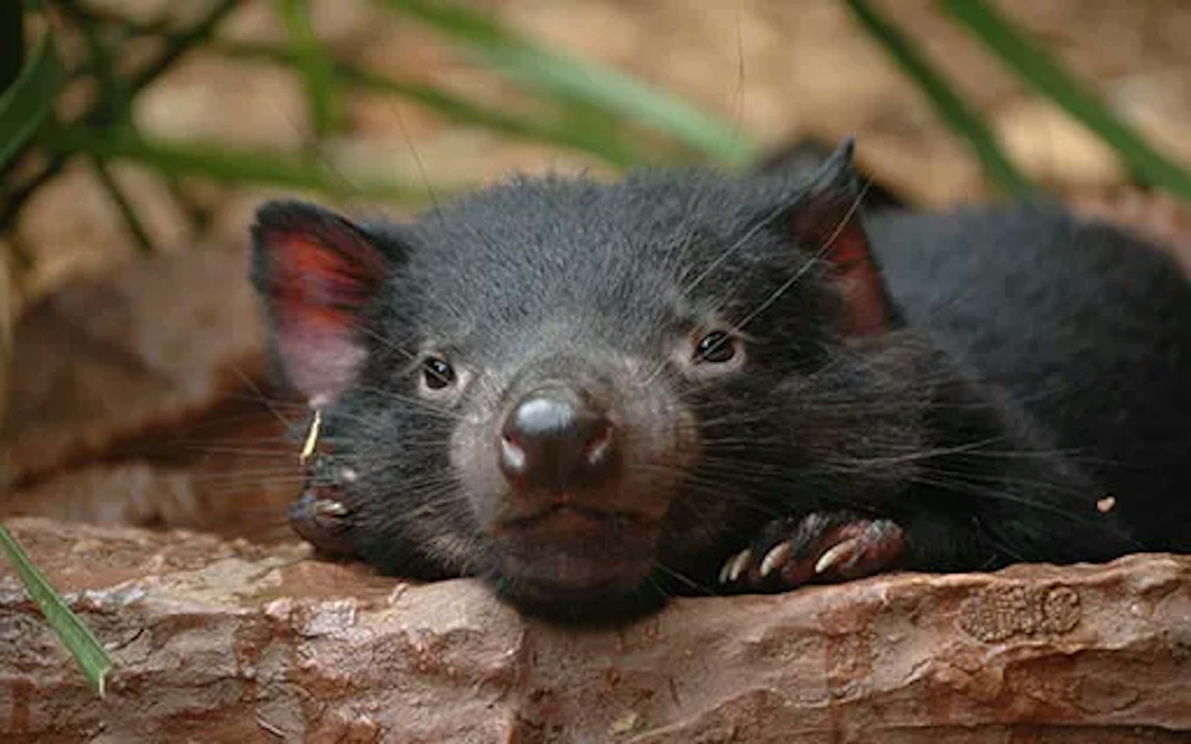 Tasmania devil