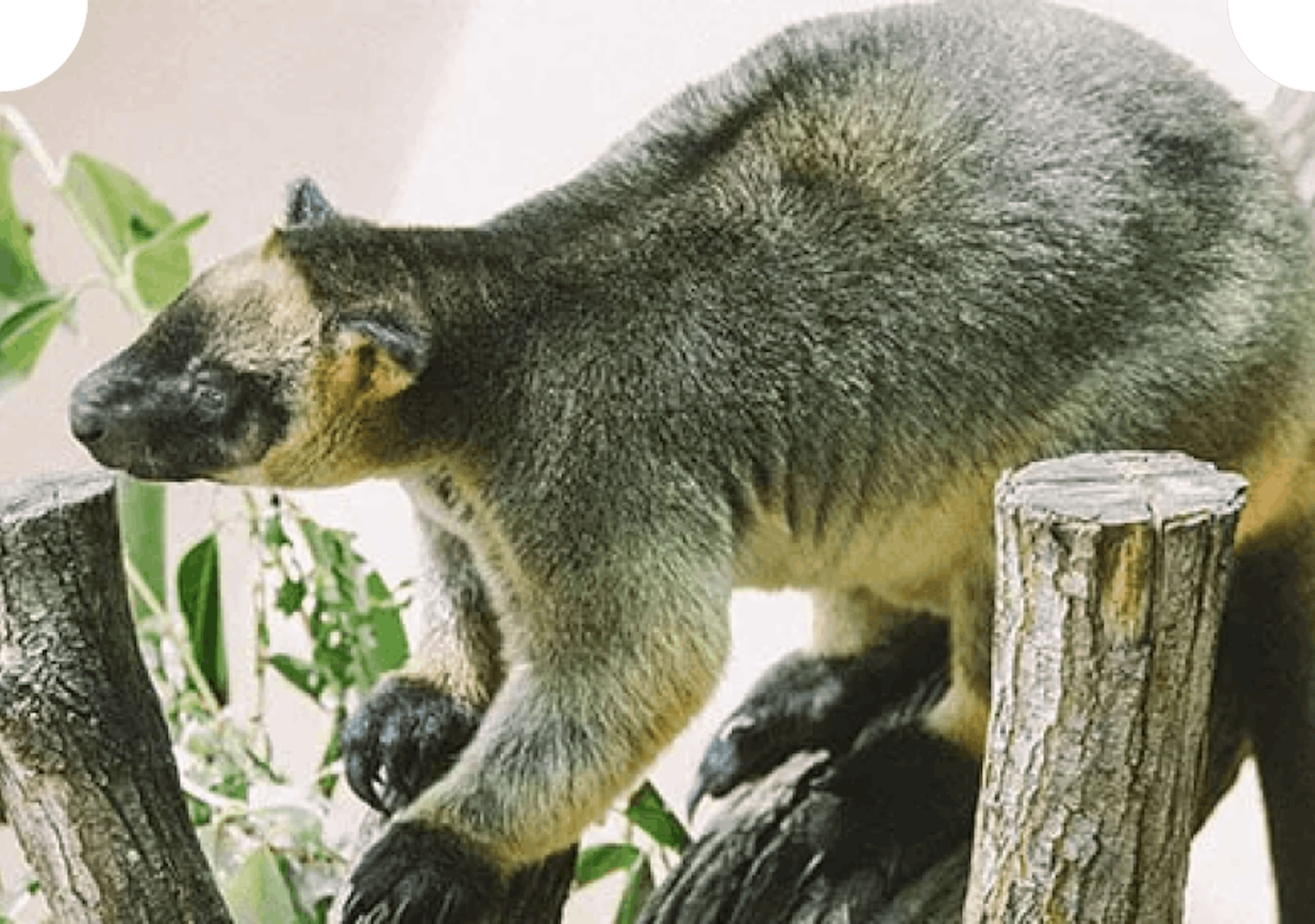 Lumholtz's tree kangaroo