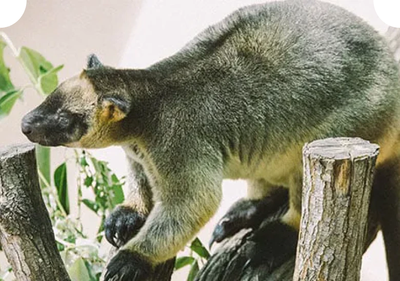 Lumholtz's tree kangaroo