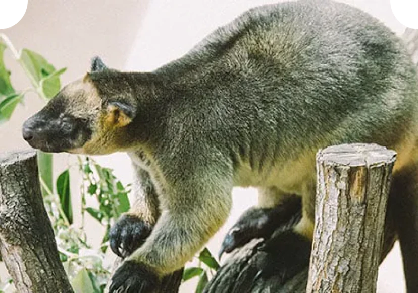Lumholtz's Tree Kangaroo | Dreamworld