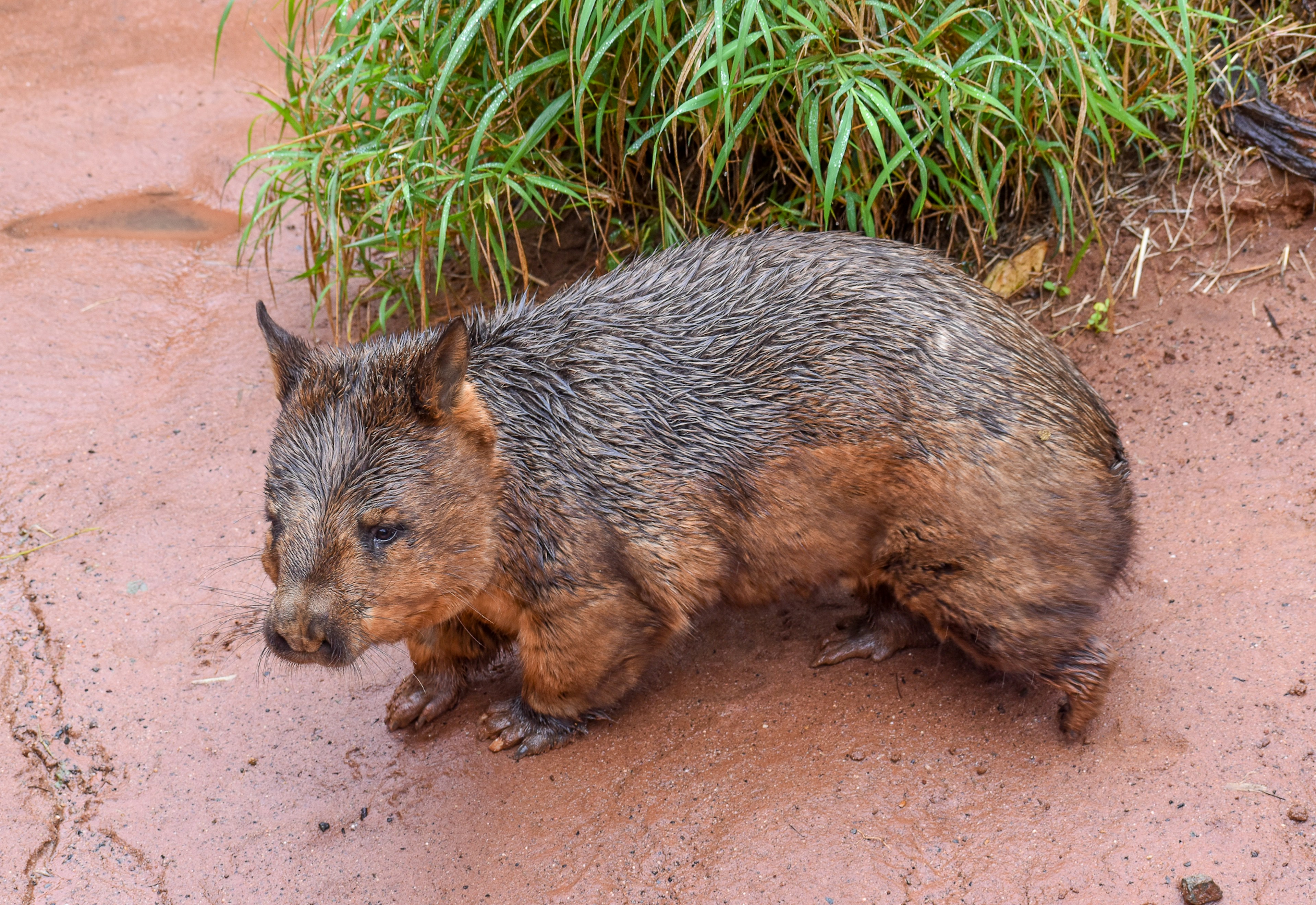 hairy-nosed wombat