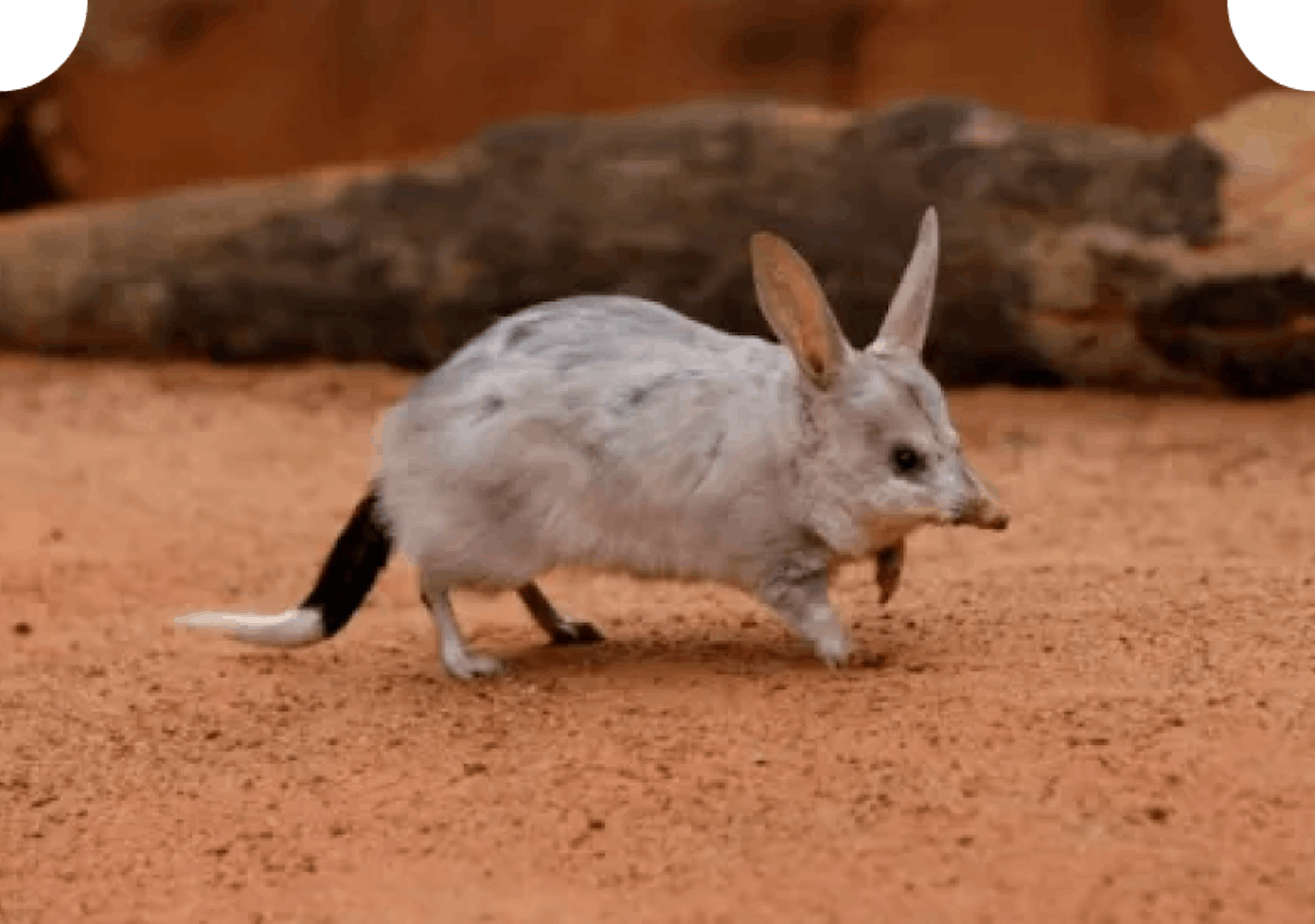 Greater bilby