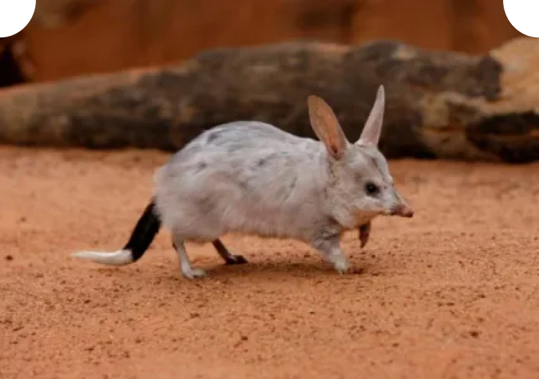 Greater bilby