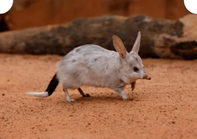 Bilbey Greater Bilby | Dreamworld