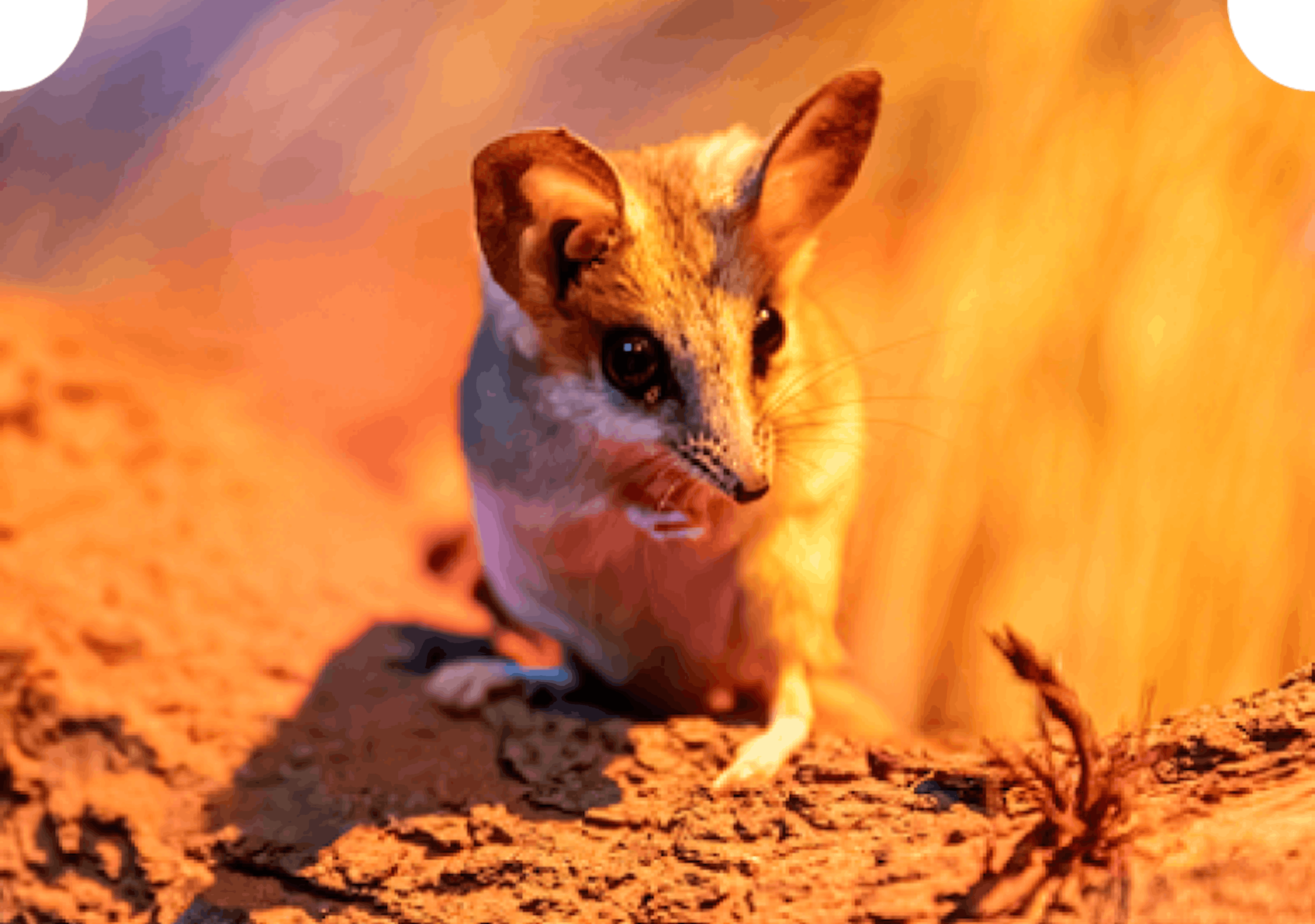 Fat-tailed dunnart