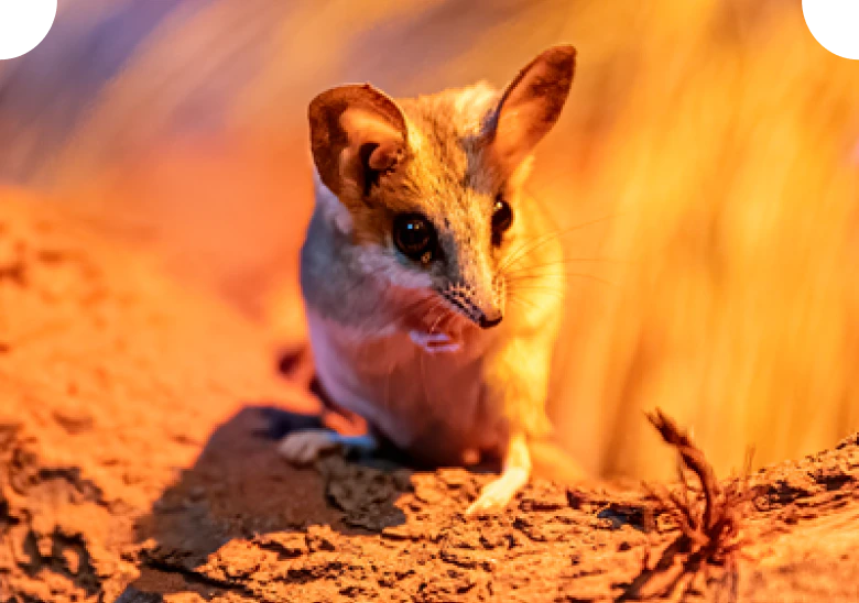 Fat-tailed dunnart