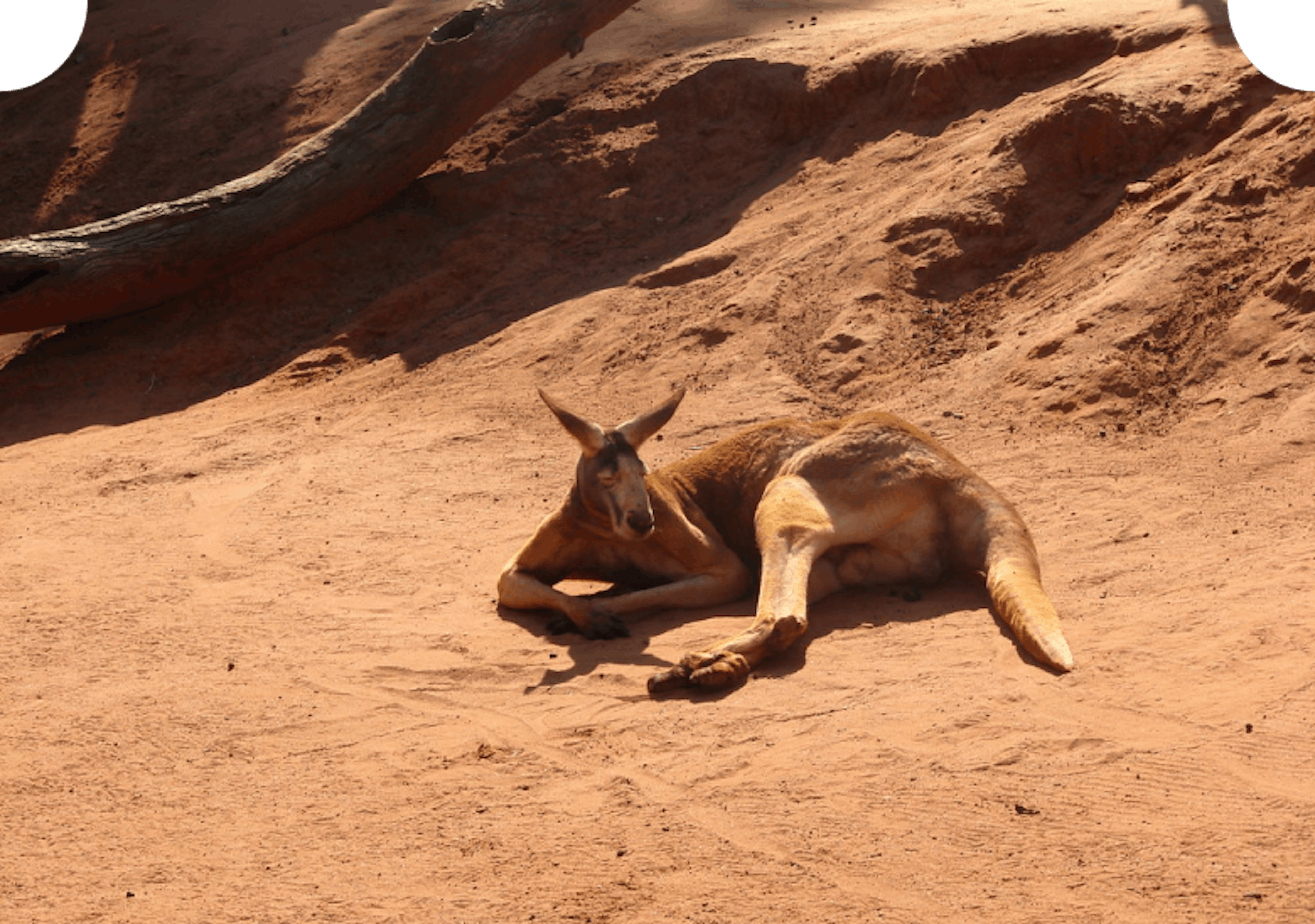 Red kangaroo