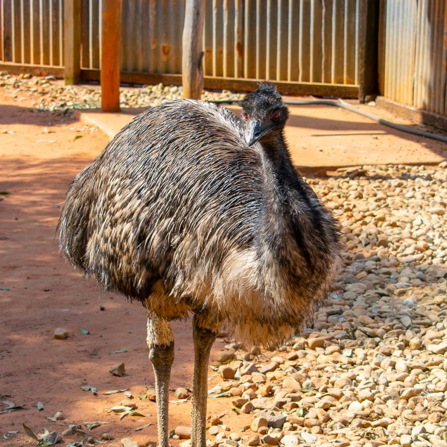 Emu