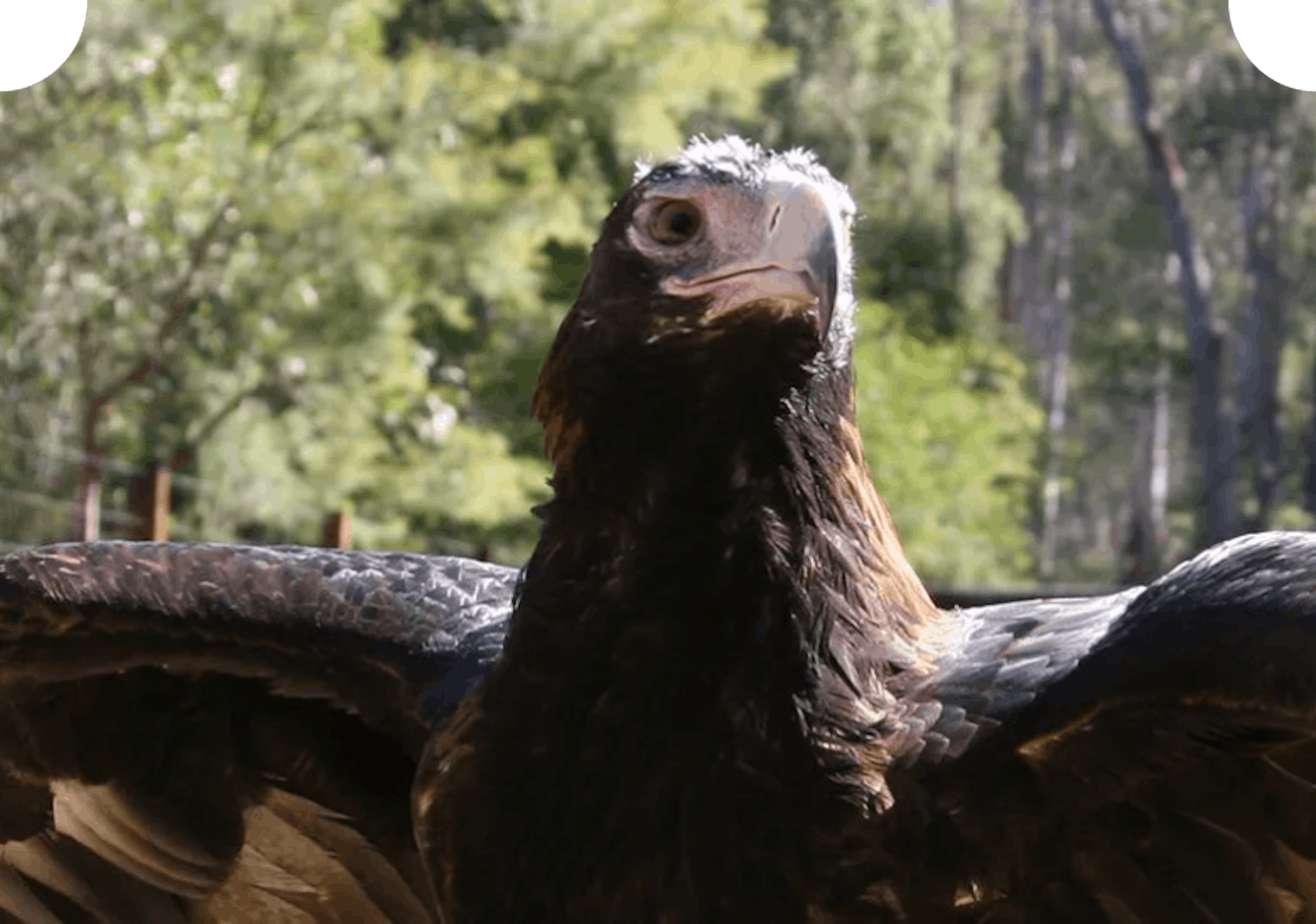 Wedge-tailed eagle