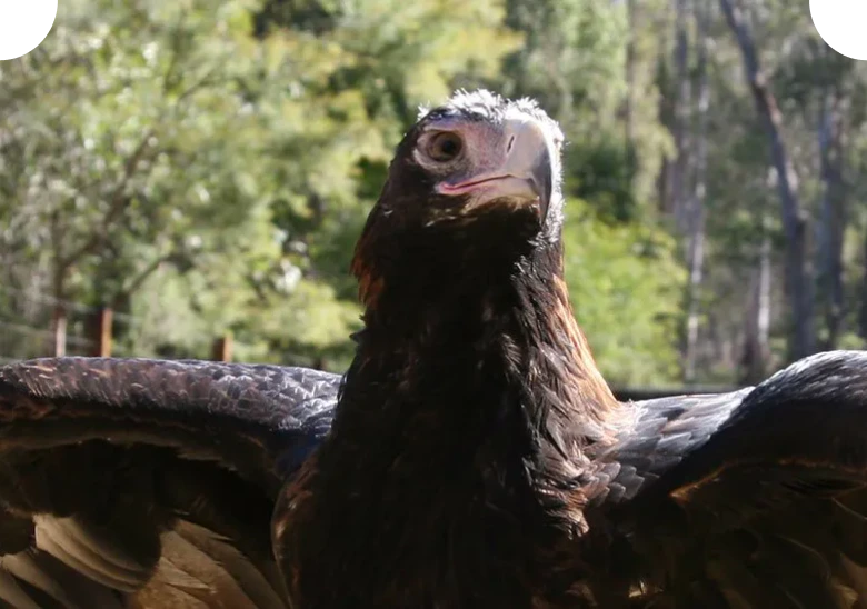 Wedge-tailed eagle