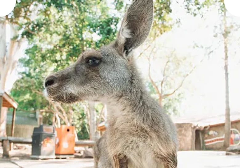 Eastern grey kangaroo