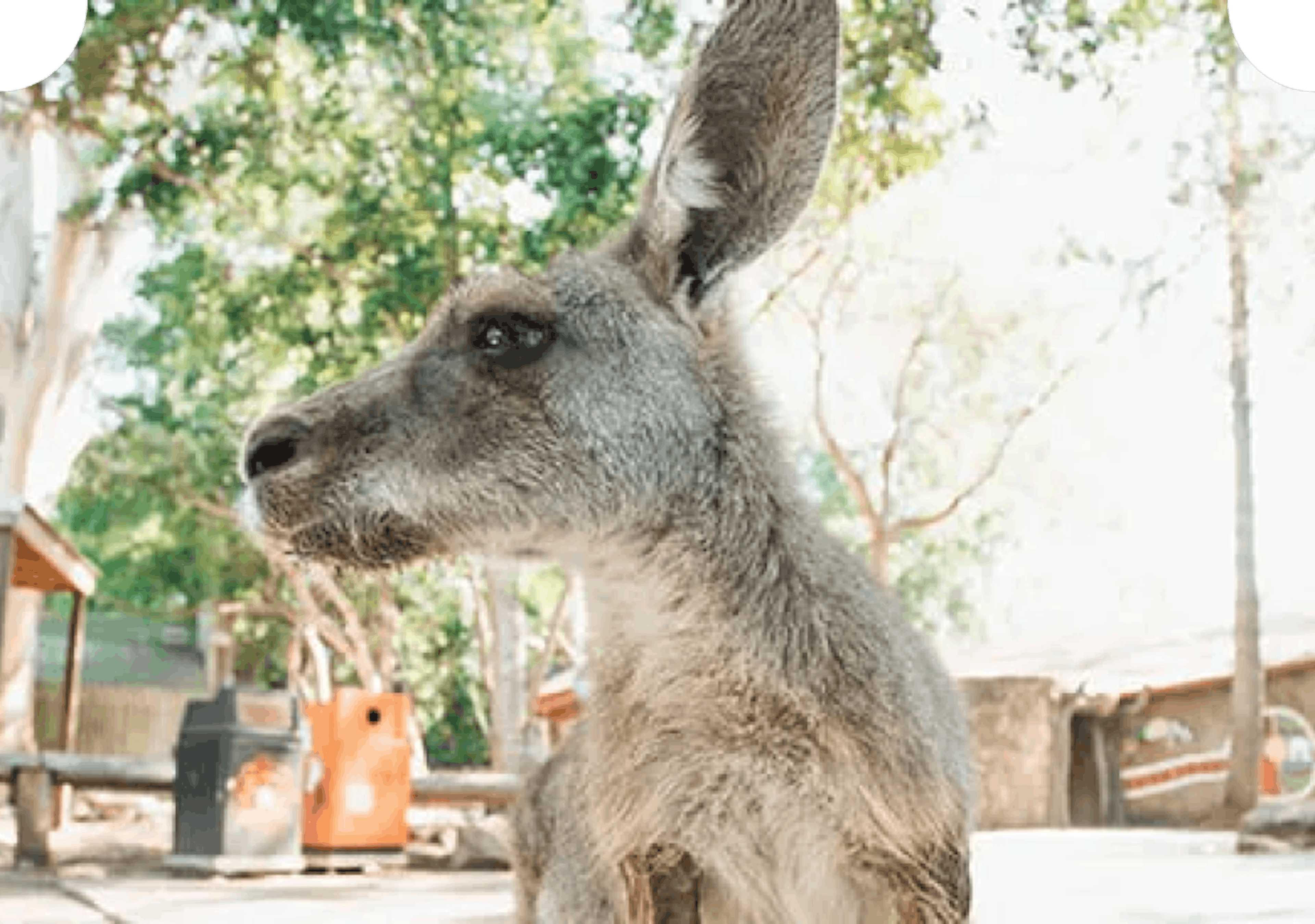 Eastern grey kangaroo