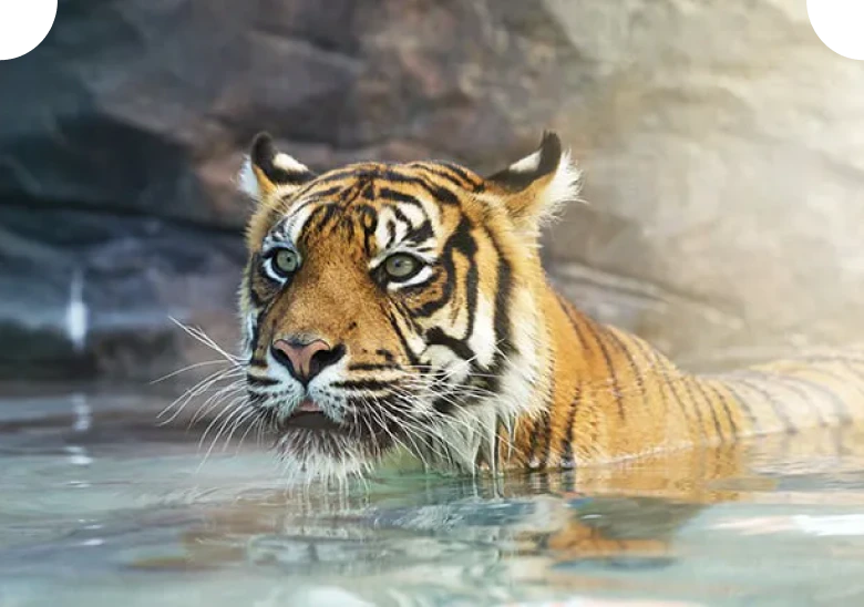 Bengal tiger
