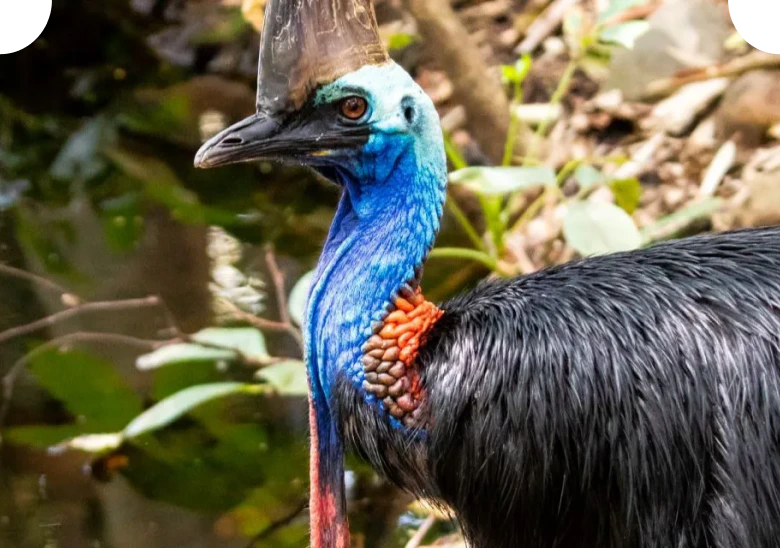 Southern cassowary