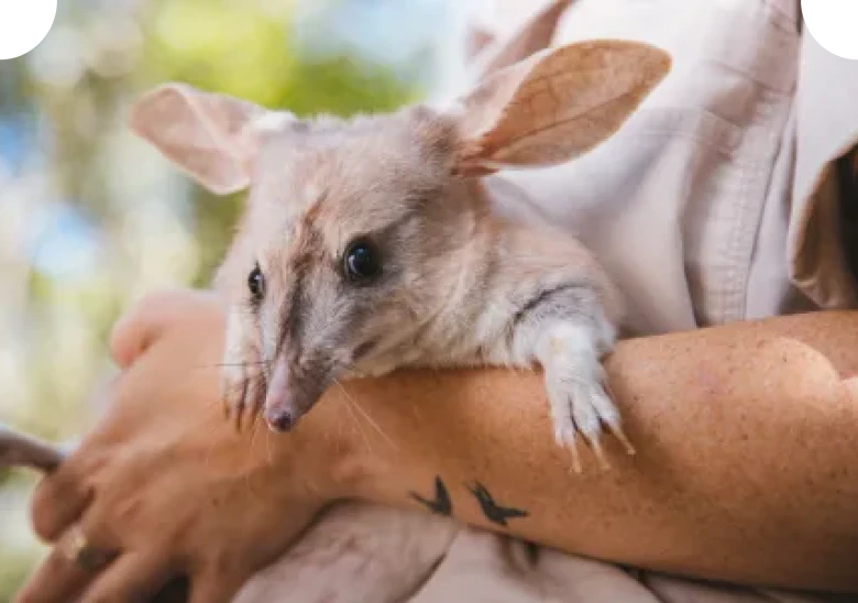 Bilby Discovery Centre