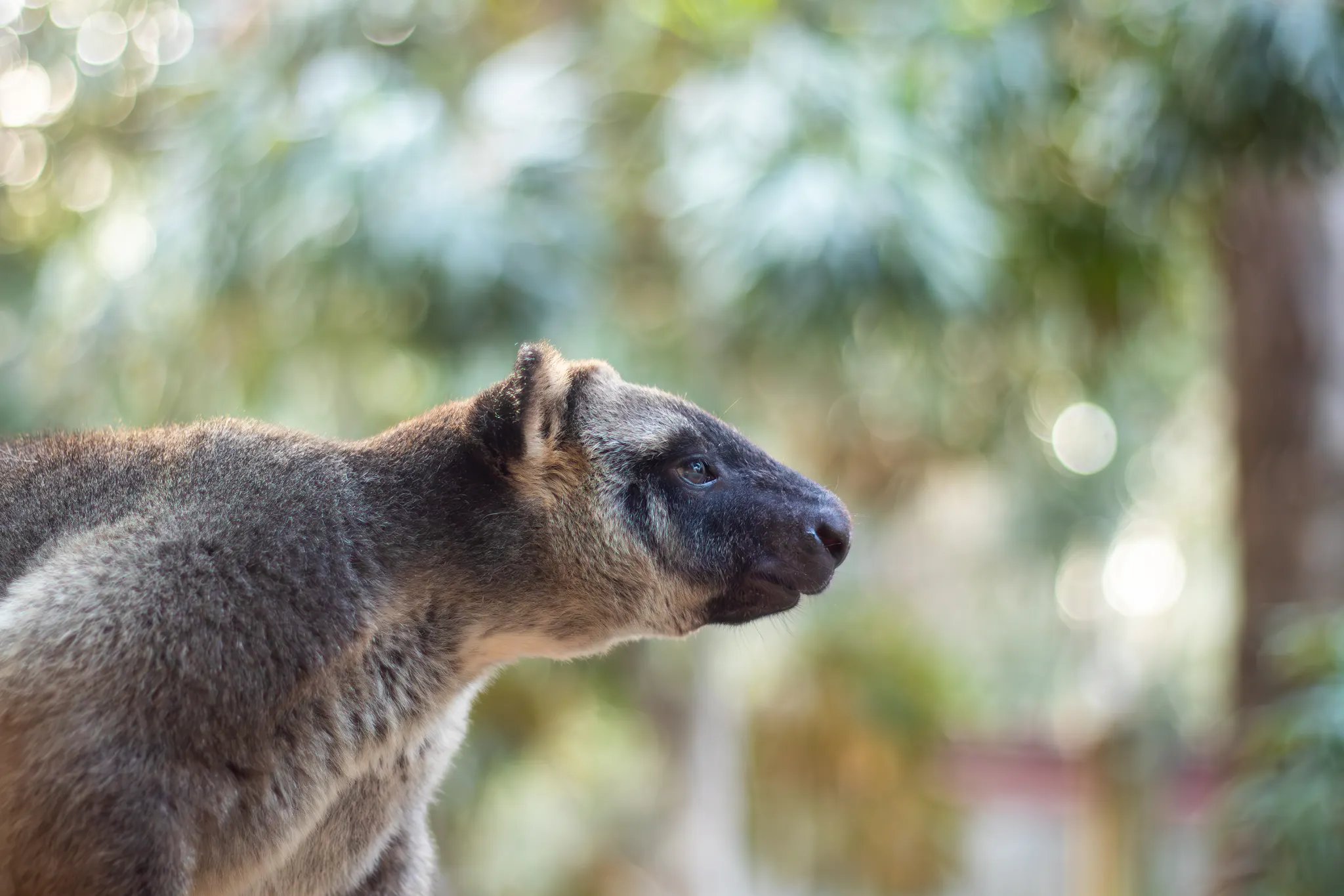 Lumholtz's Tree Kangaroo | Dreamworld