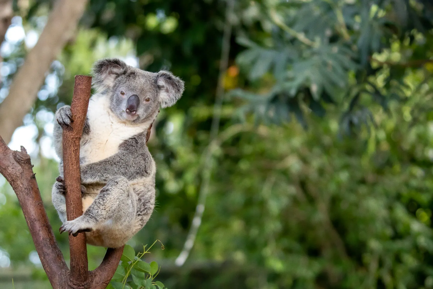 Koala Dreamworld koala-dreamworld