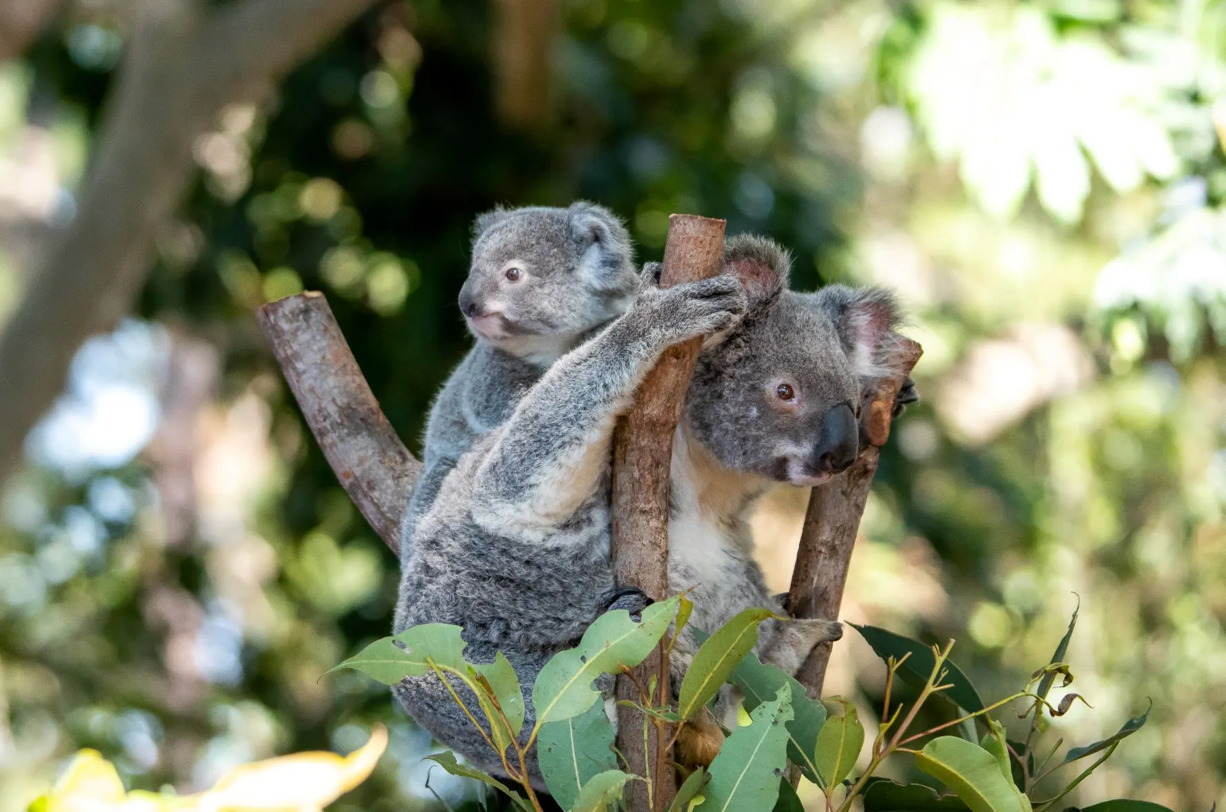 Koala Dreamworld koala-dreamworld