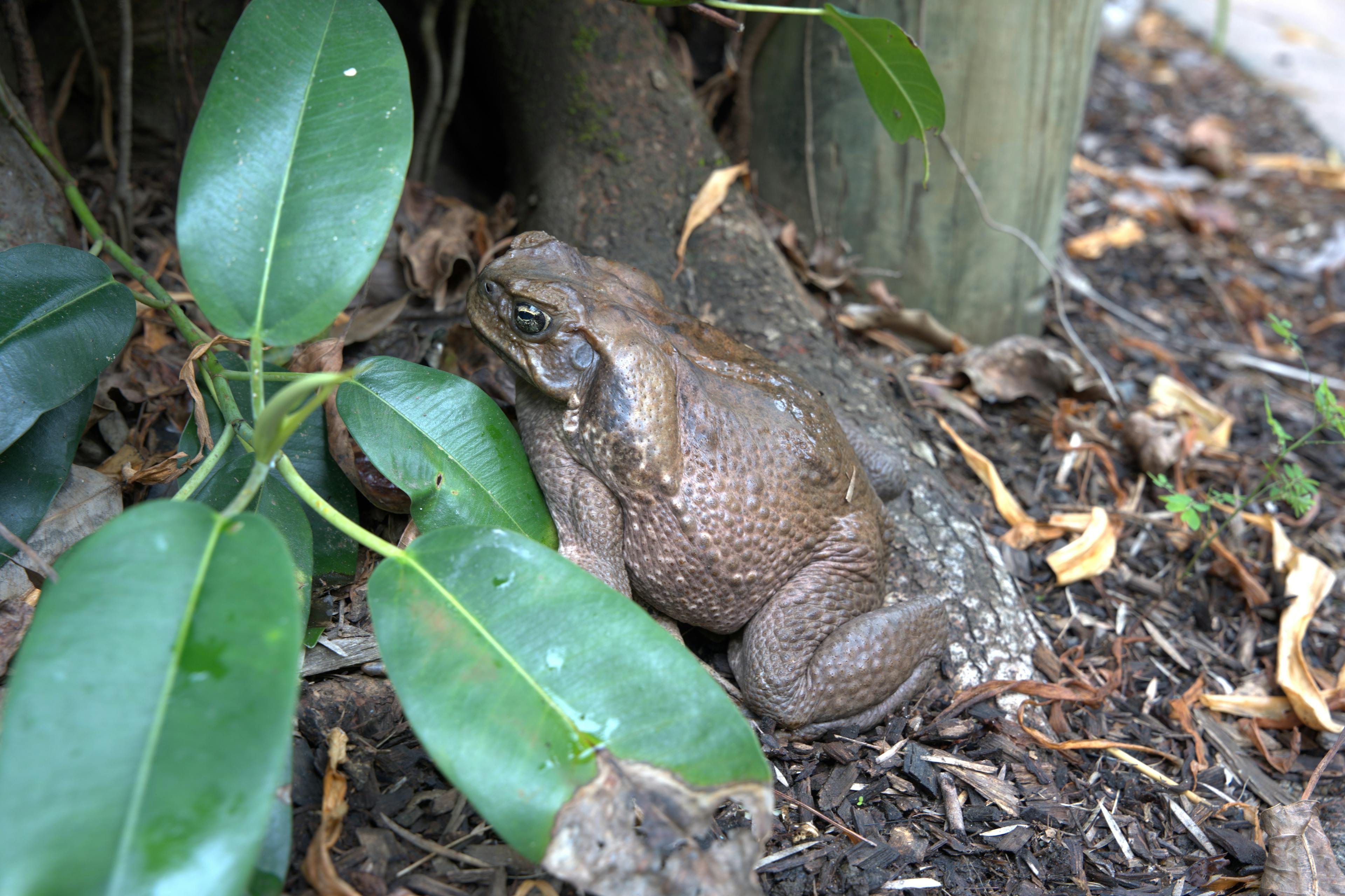 Cane toad