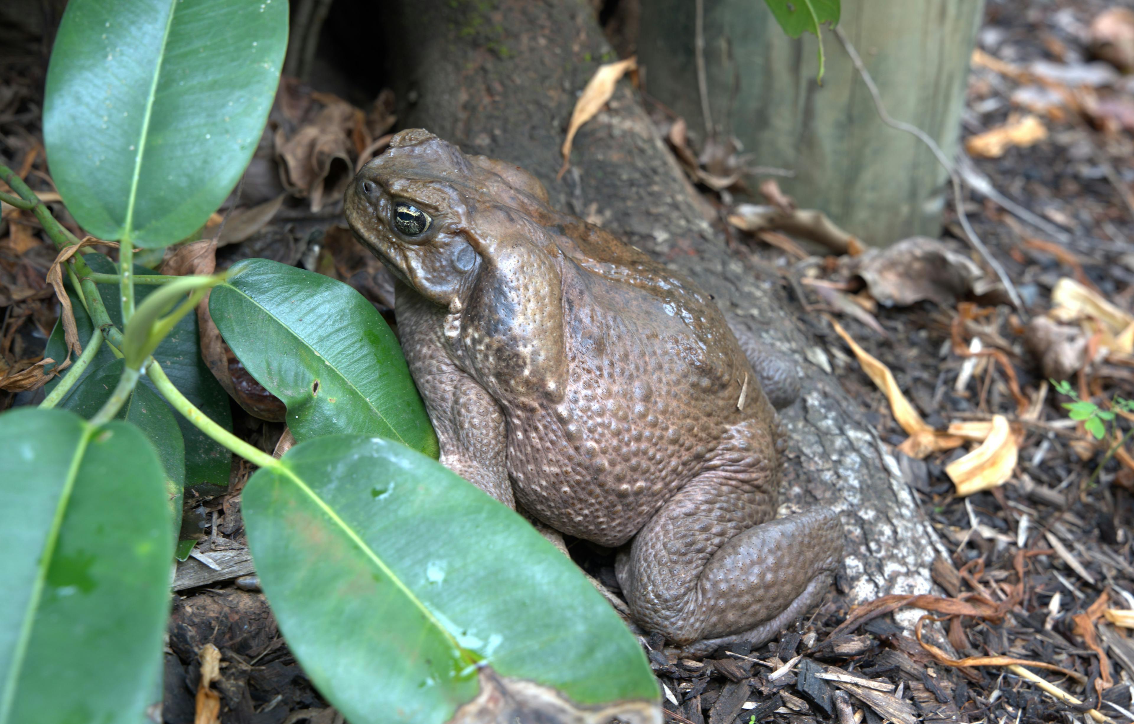 Cane toad