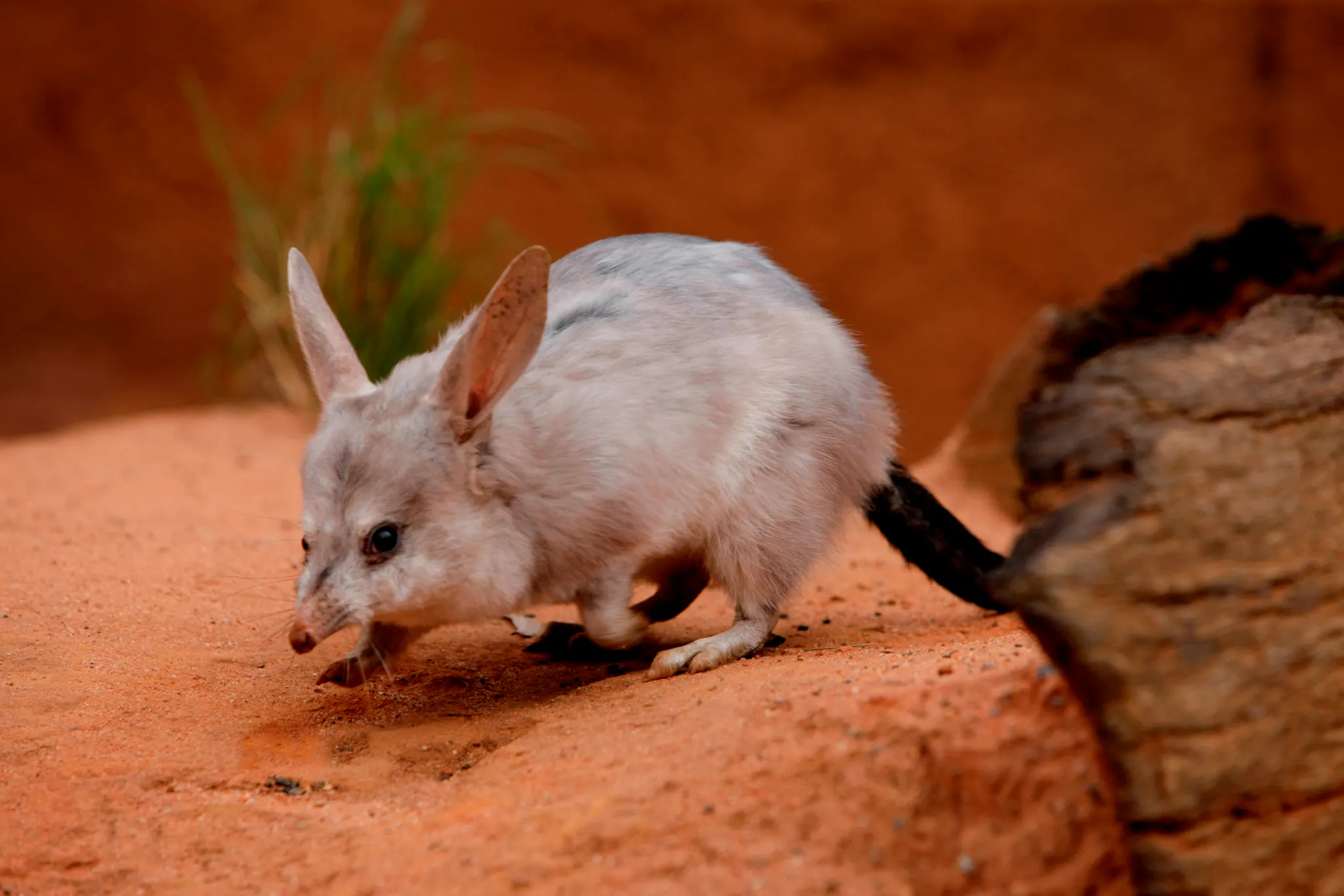 Bilbey Greater Bilby | Dreamworld