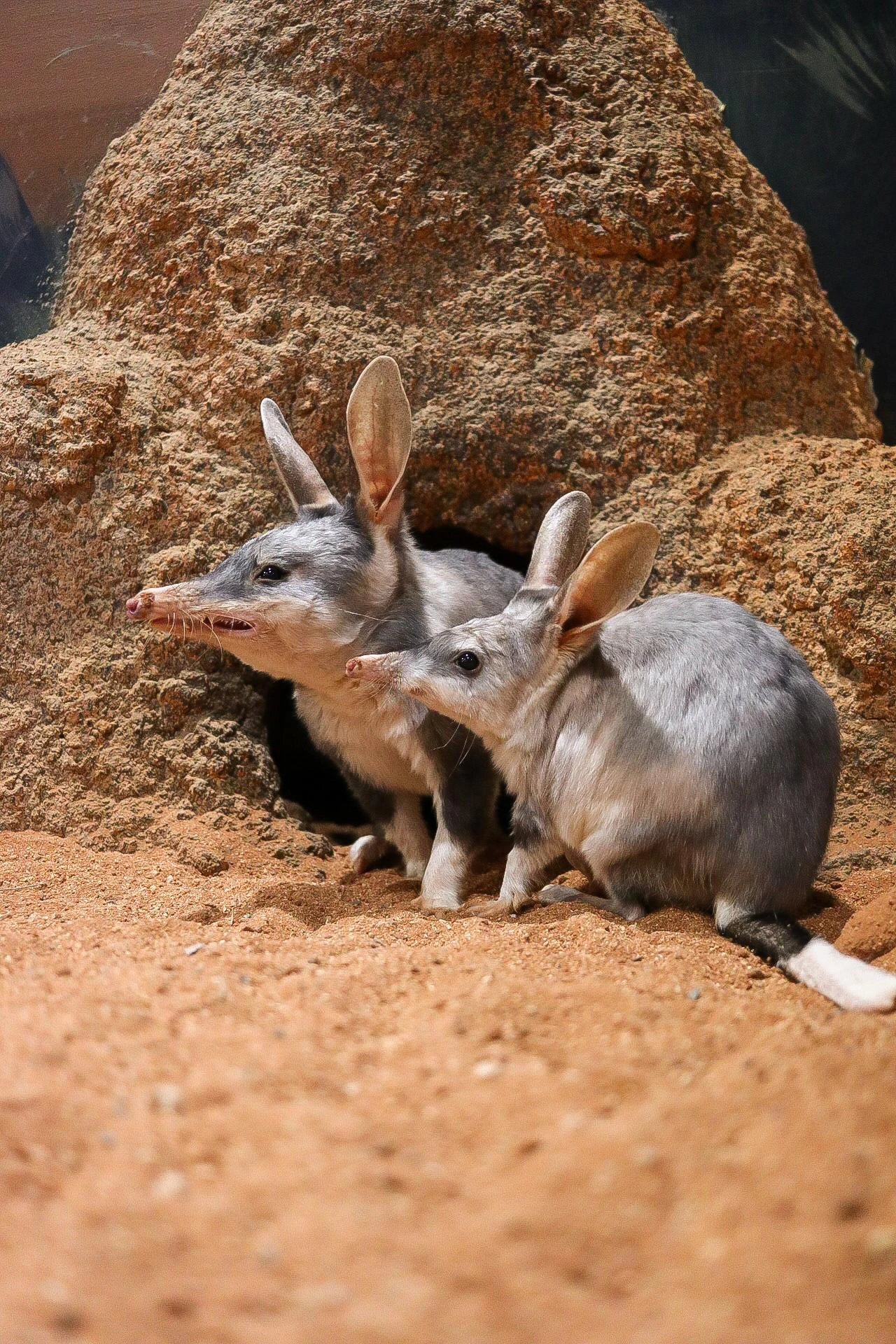 Bilby Vs Rabbit Greater Bilby | Dreamworld