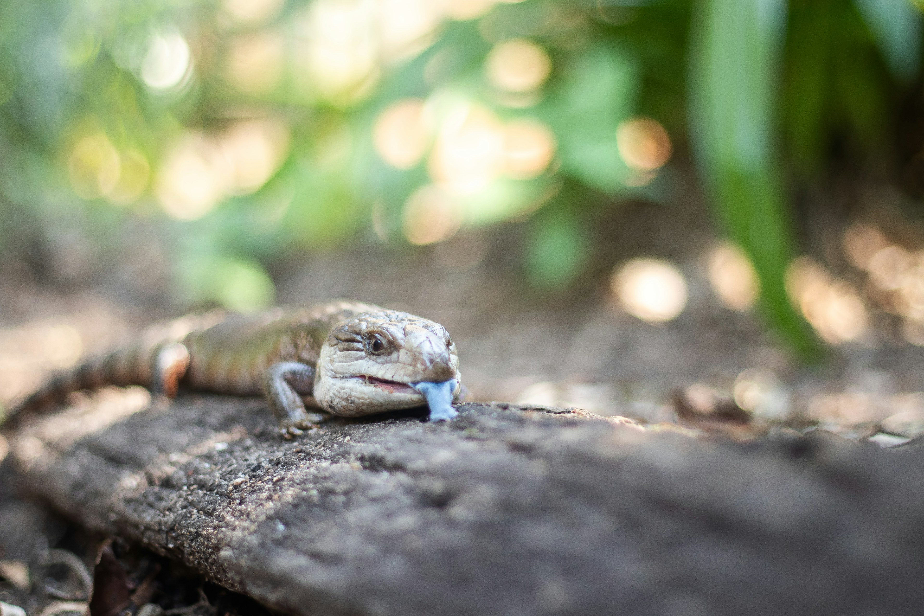 Blue-tongued skink