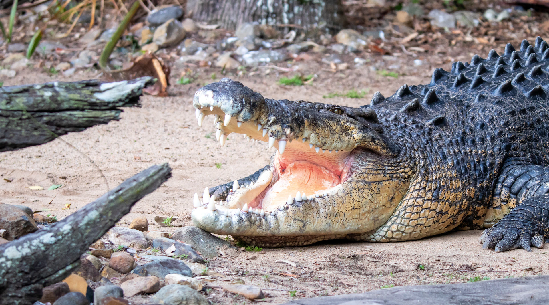 Crocodile Keeper Talk