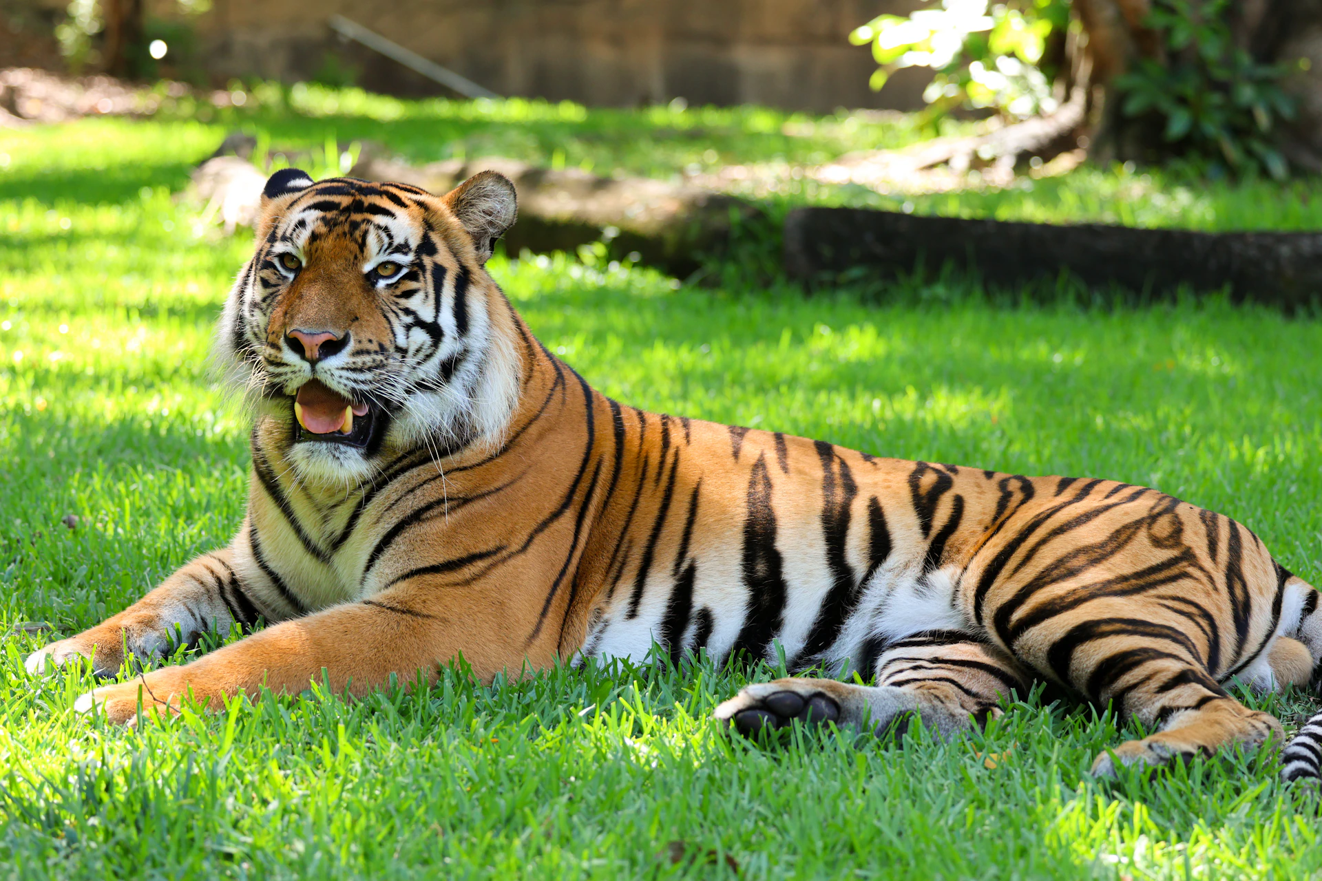 Tigers | Dreamworld