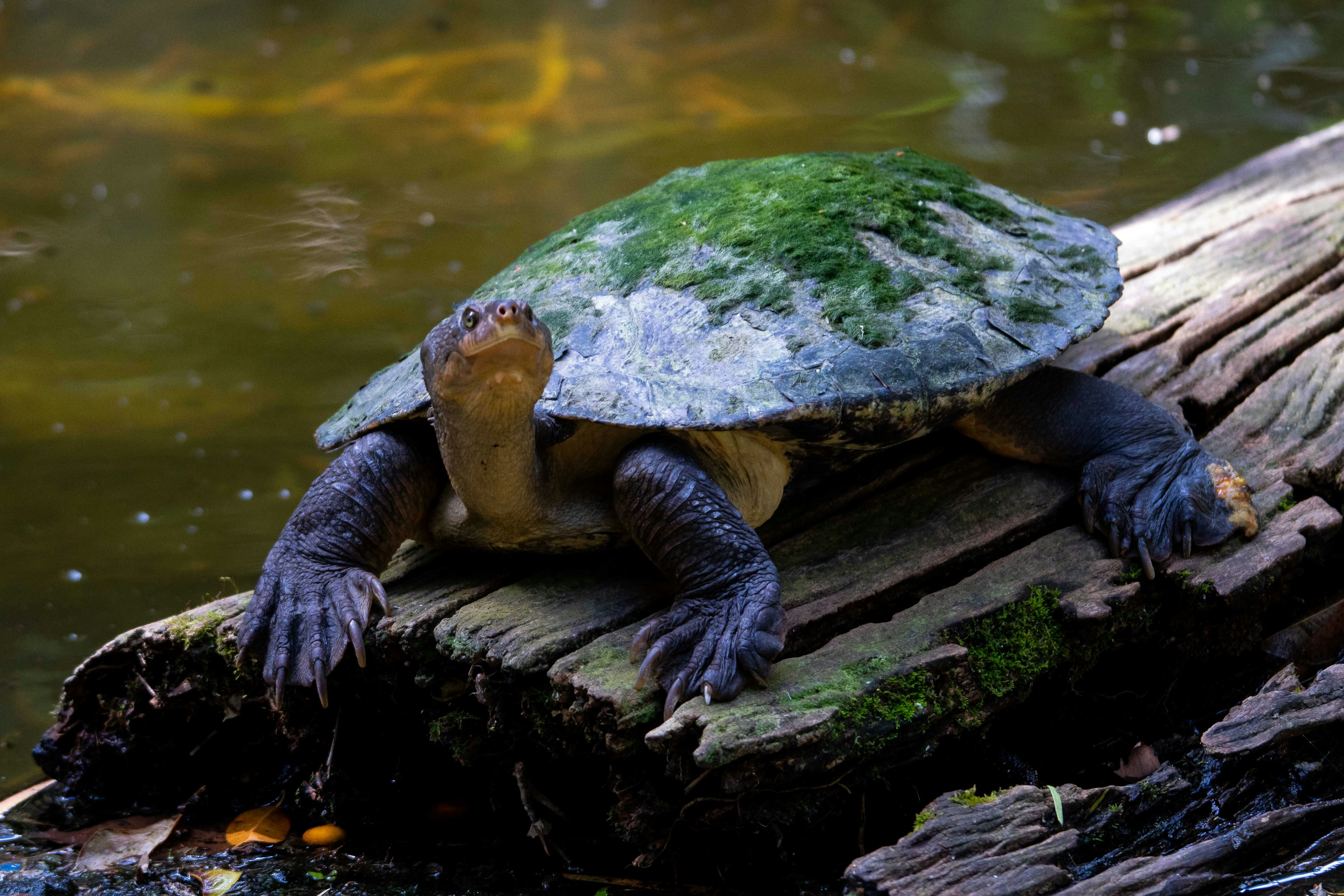 Brisbane river turtle