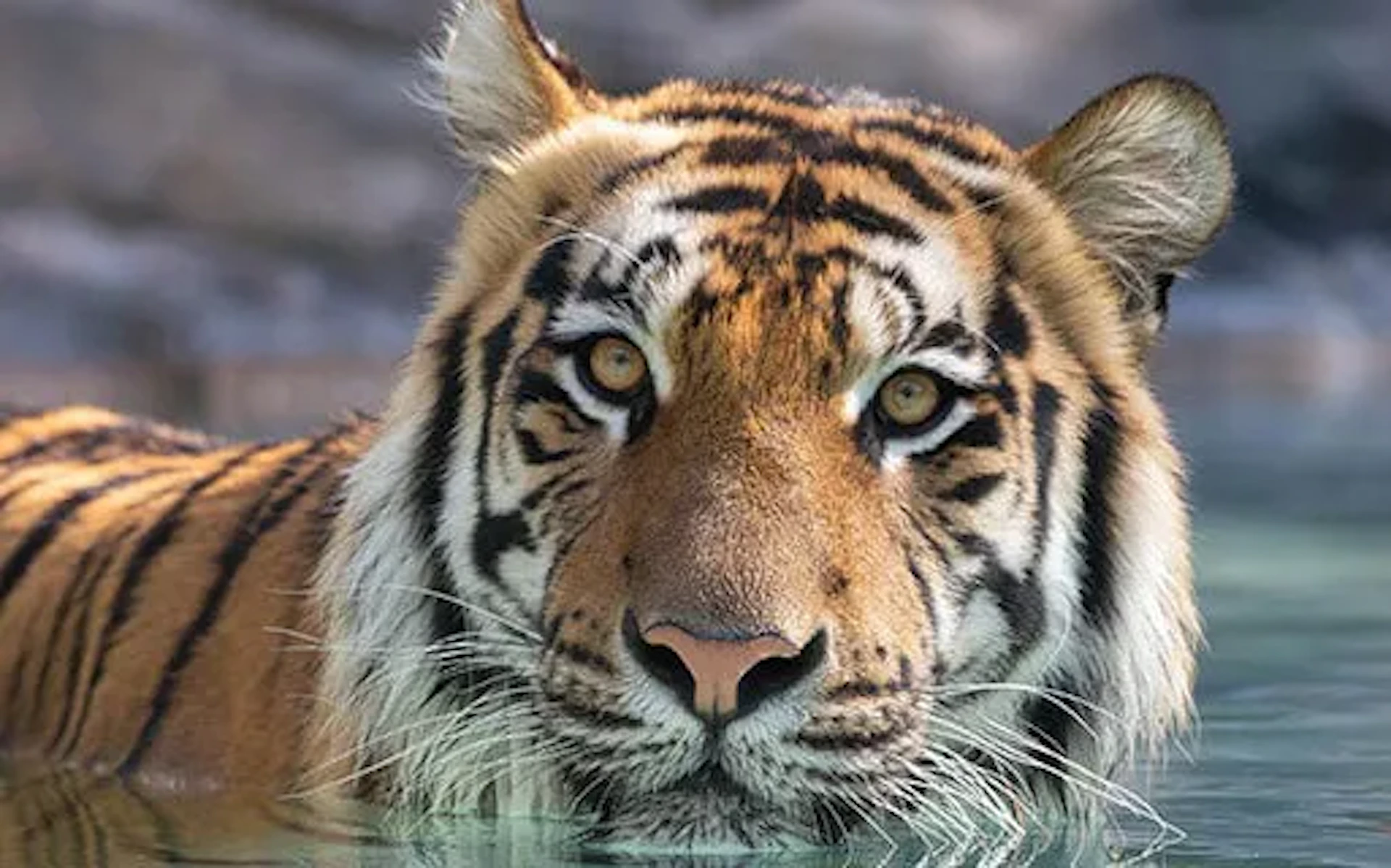 Tiger Presentation