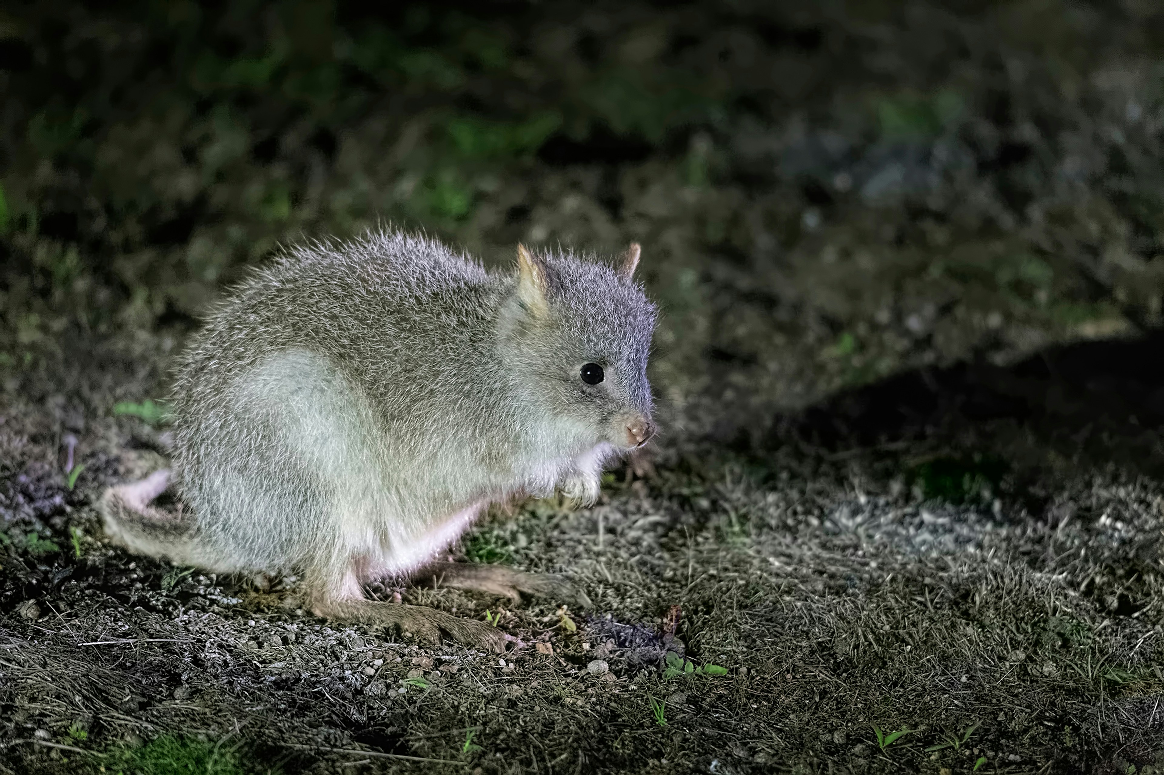 Rufous bettong