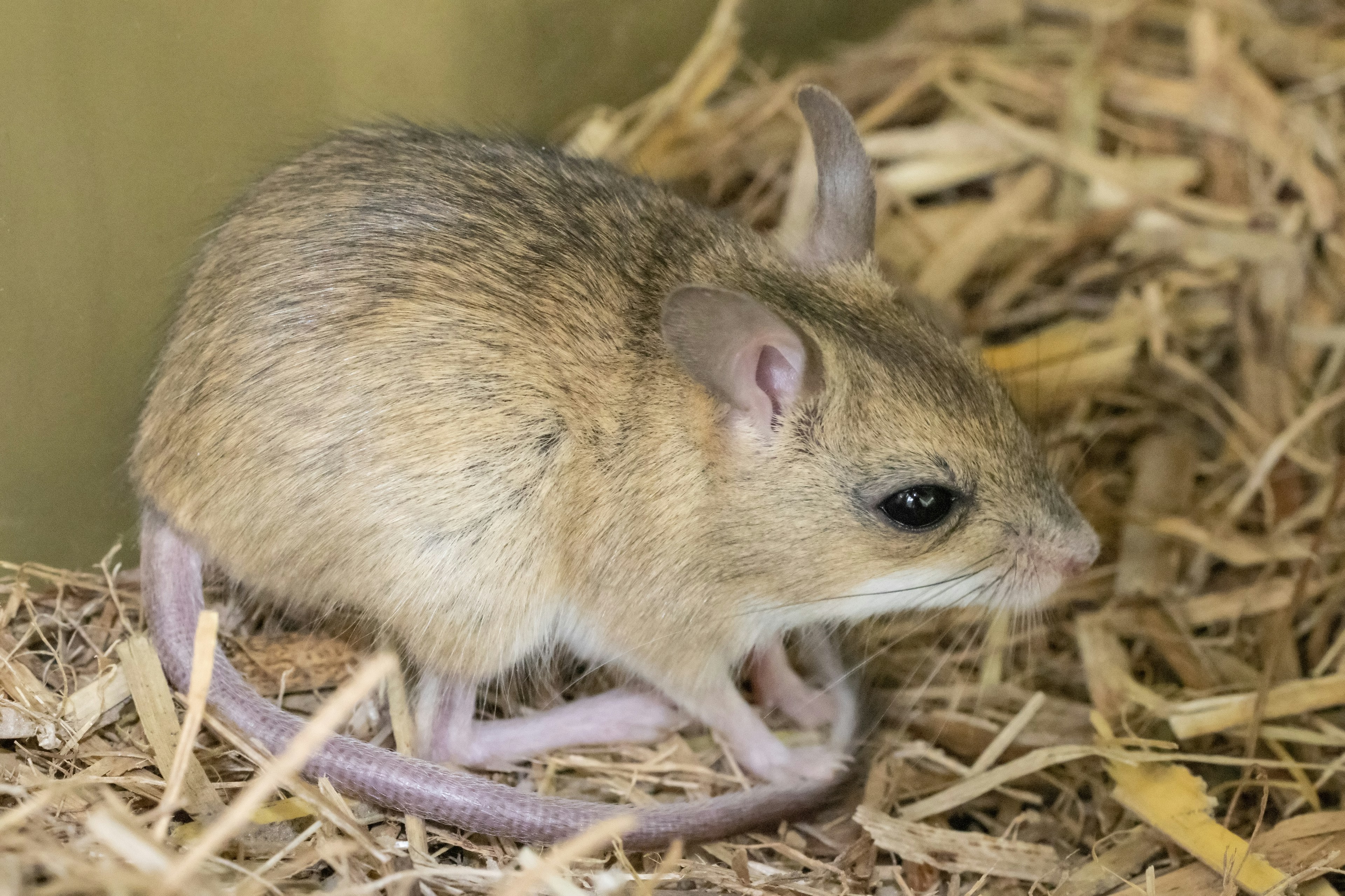 Spinifex hopping mouse