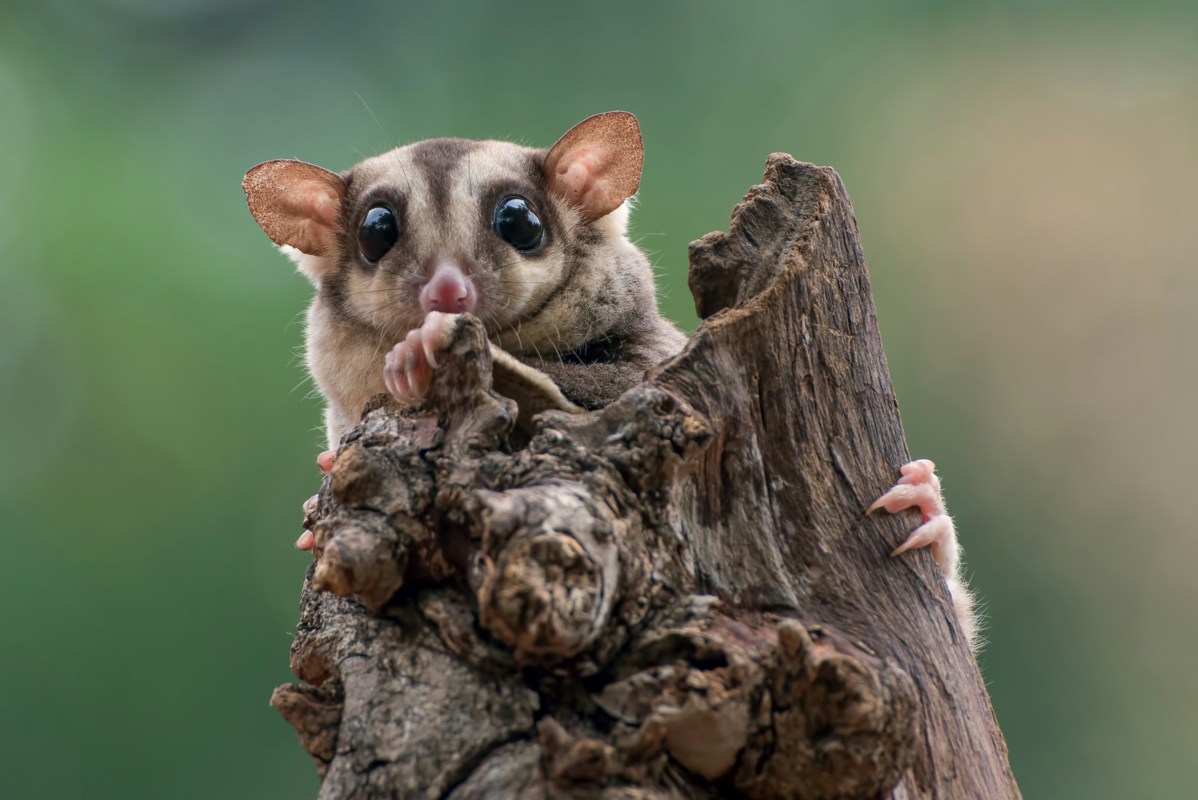 Squirrel glider